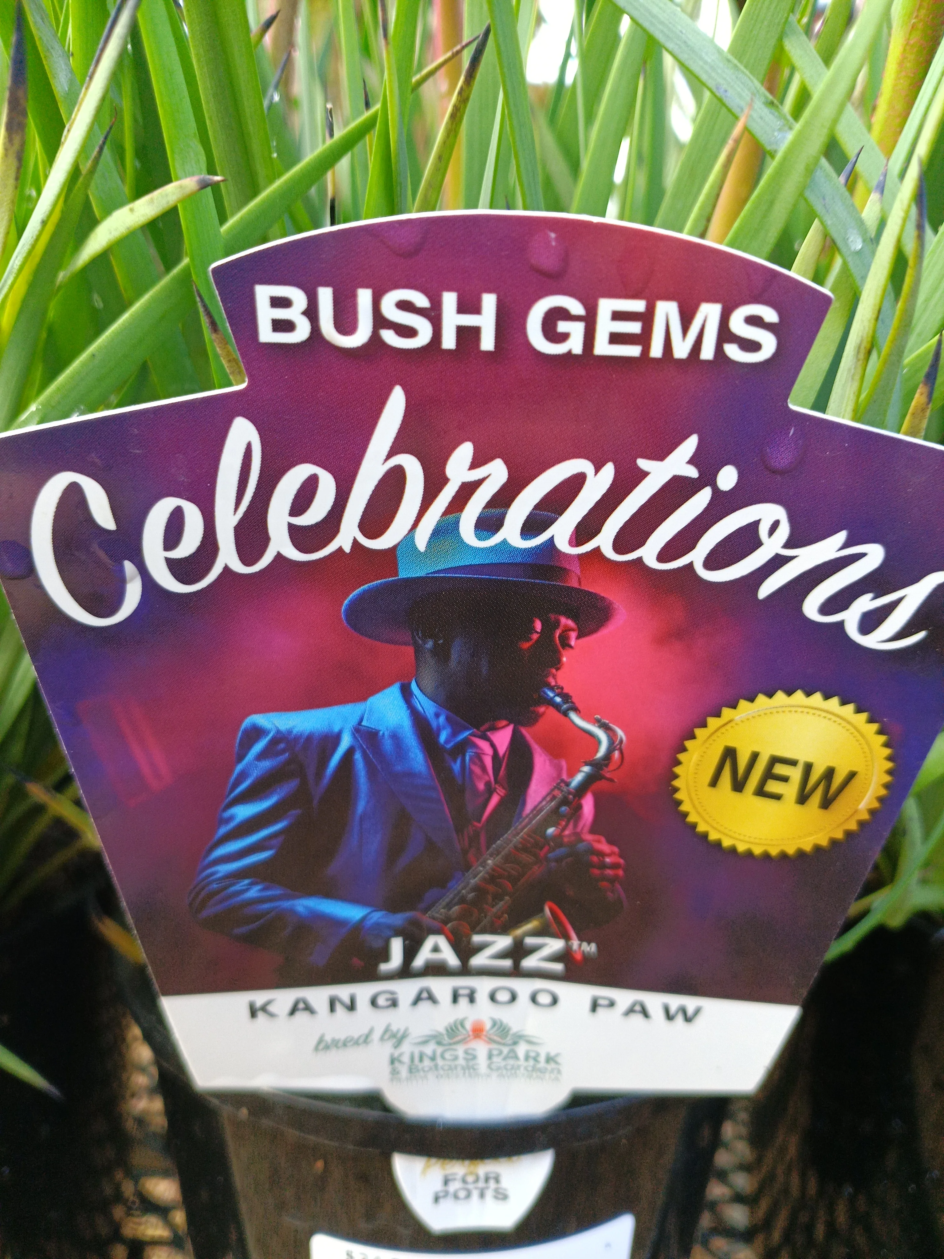 Kangaroo Paw Celebrations® Jazz