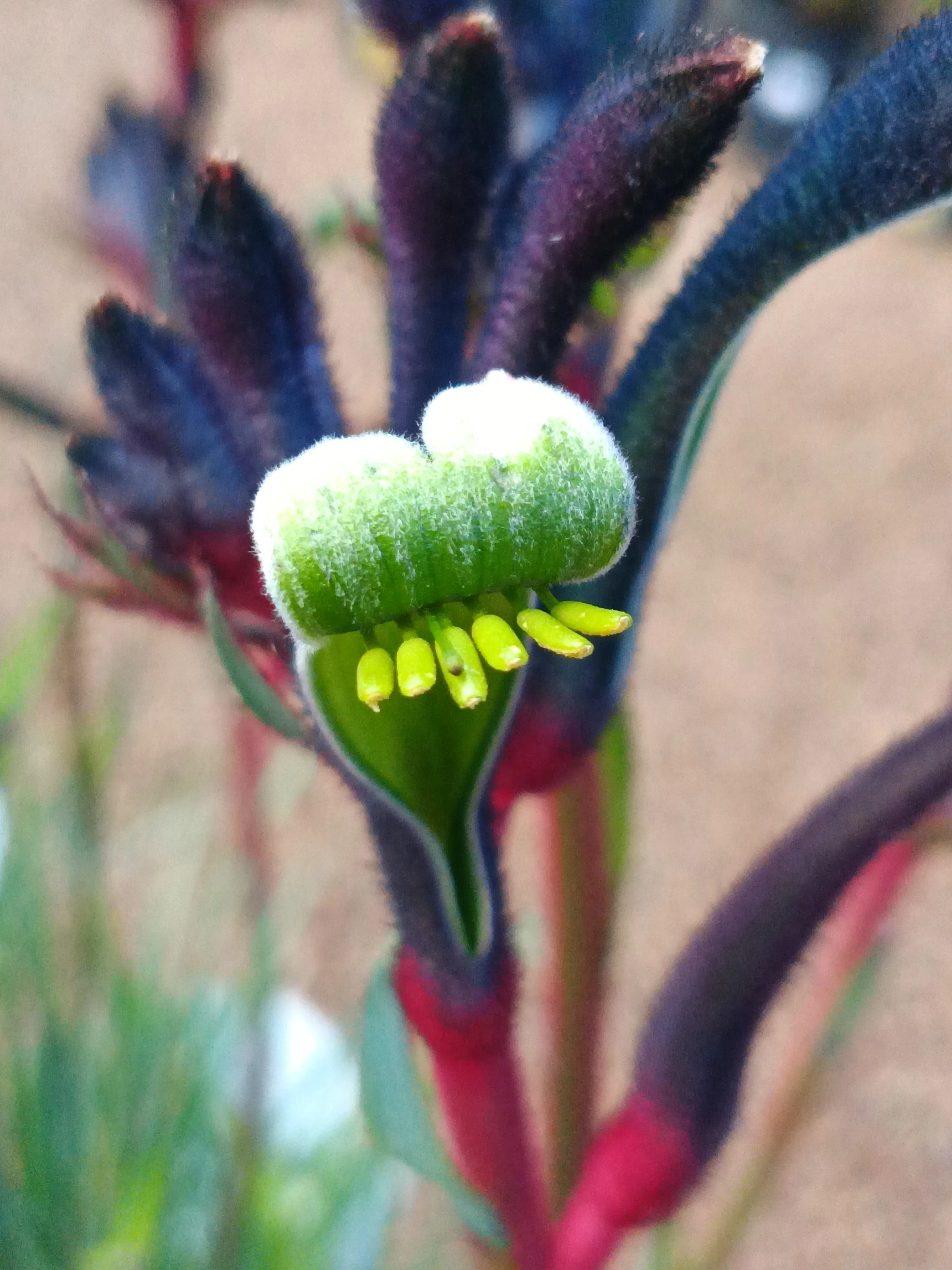Kangaroo Paw Celebrations® Jazz - Image 3