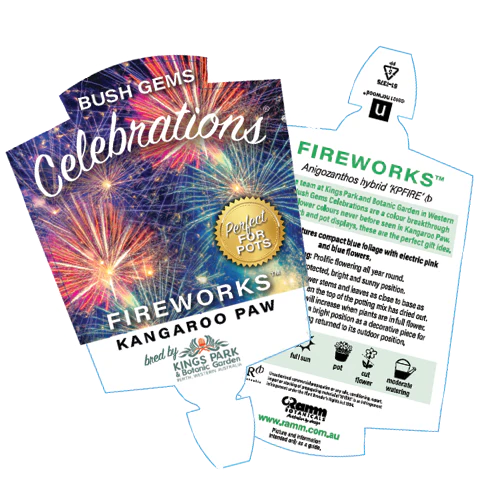 Kangaroo Paw celebrations Fireworks PBR - Ready Soon - Enquire in store - Image 4