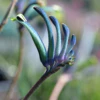 Kangaroo Paw Celebrations Masquerade - Image 4