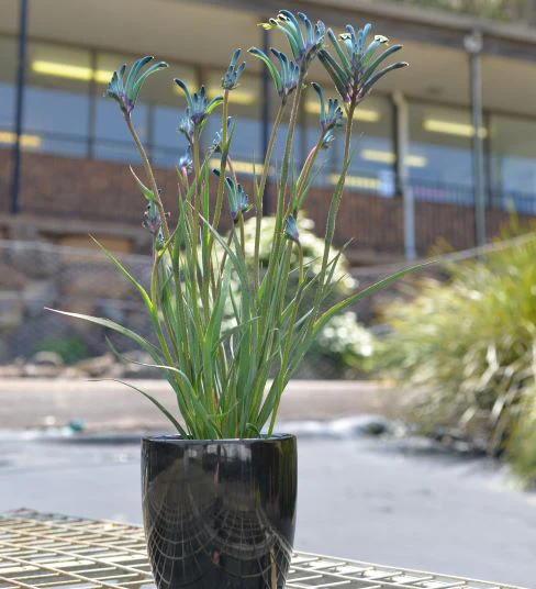 Kangaroo Paw Celebrations Masquerade - Image 5