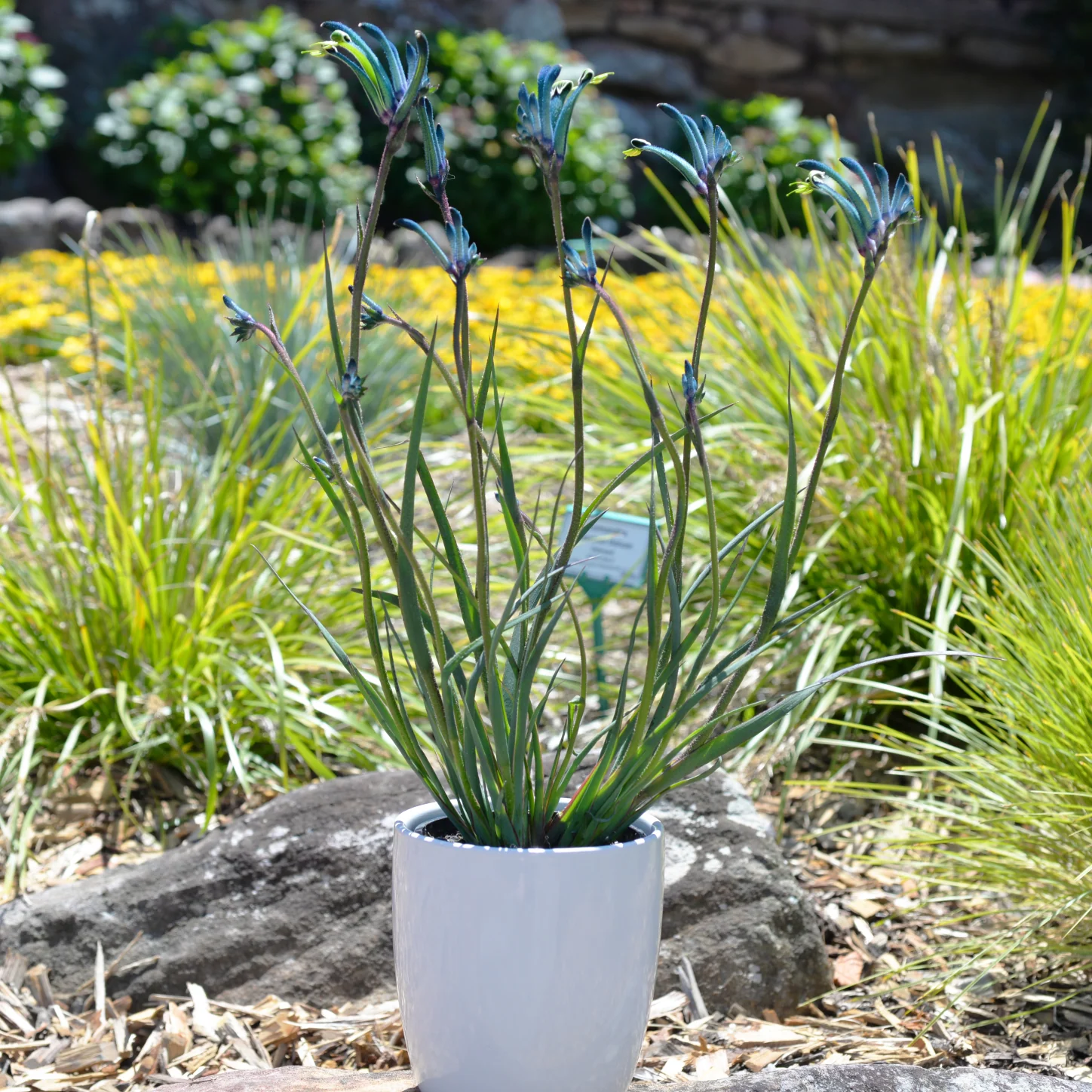 Kangaroo Paw Celebrations Masquerade - Image 6