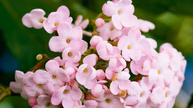 Luculia gratissima Early Dawn - Image 2