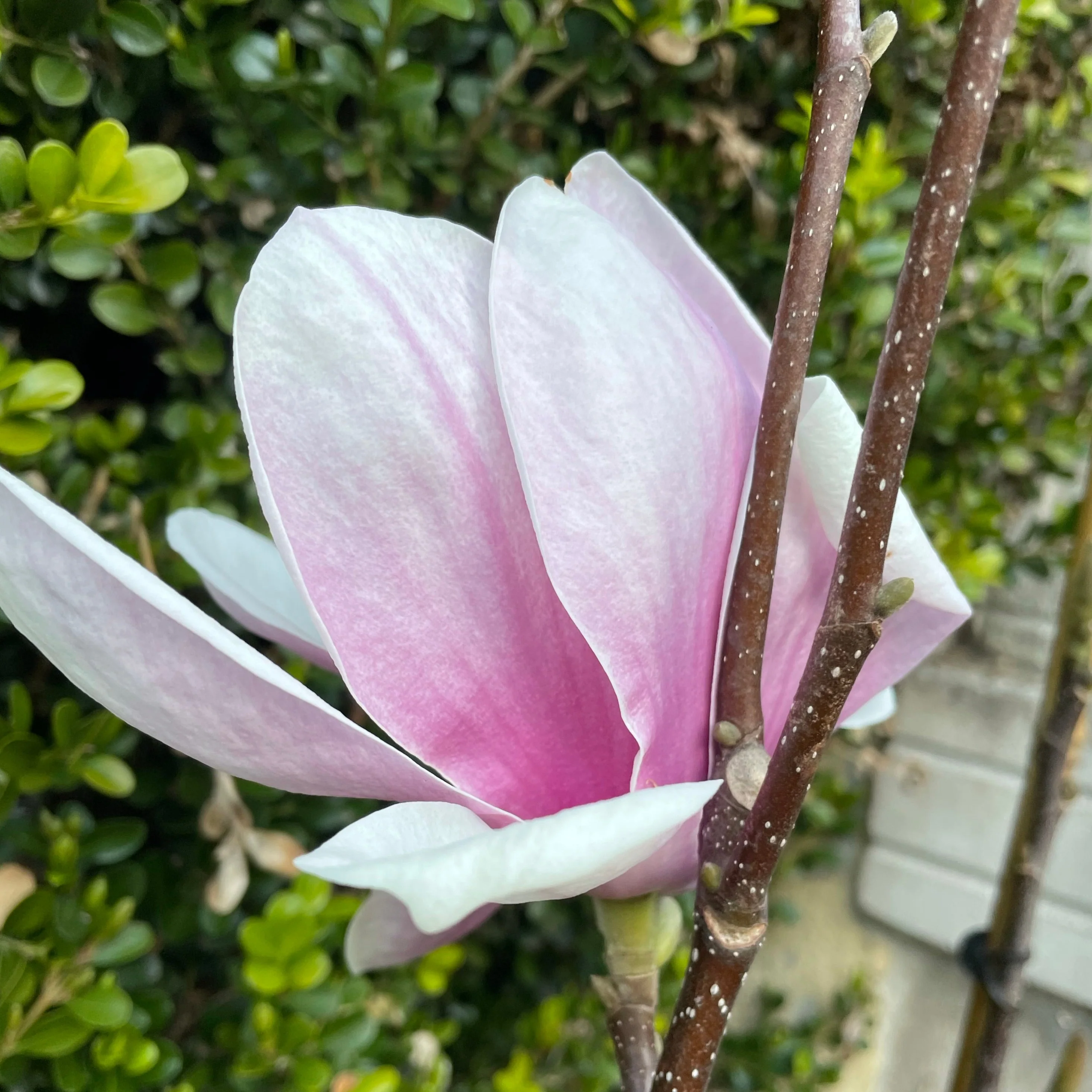 Magnolia Soulangeana - Saucer Magnolia - Image 4