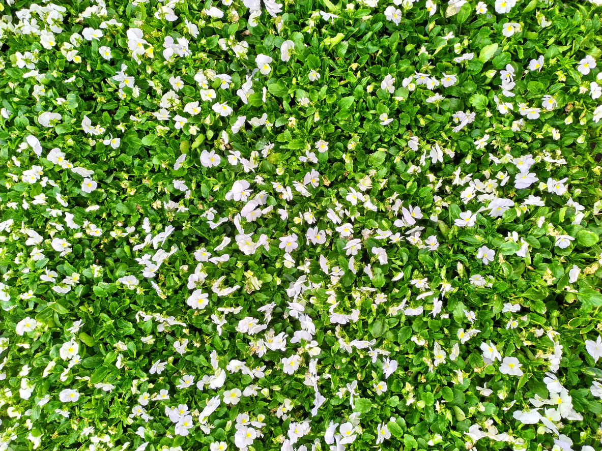 Mazus Fairy Dust