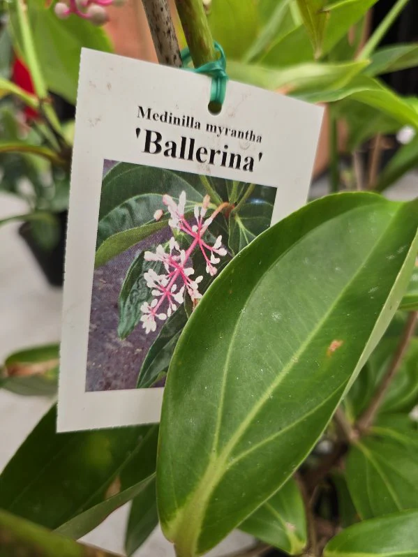 Medinilla Ballerina Chandelier Plant - Growing - Enquire in store.