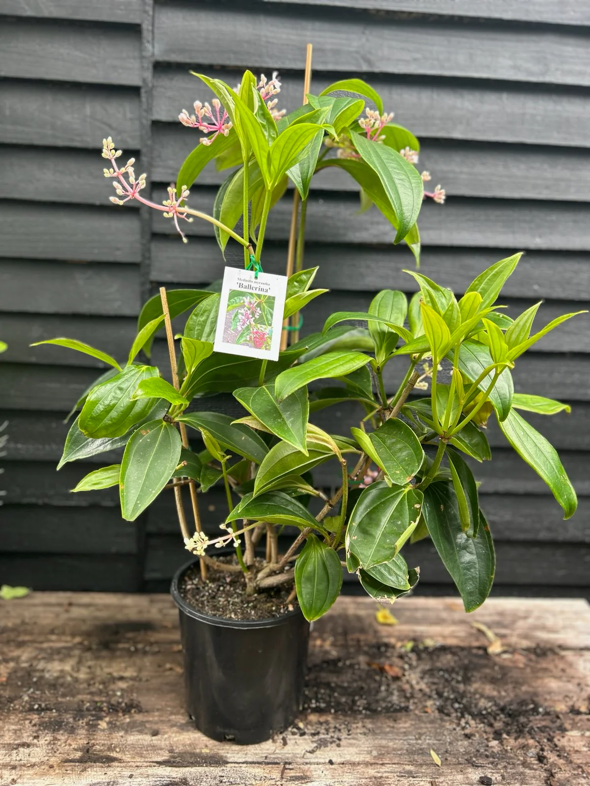 Medinilla Ballerina Chandelier Plant - Growing - Enquire in store. - Image 2
