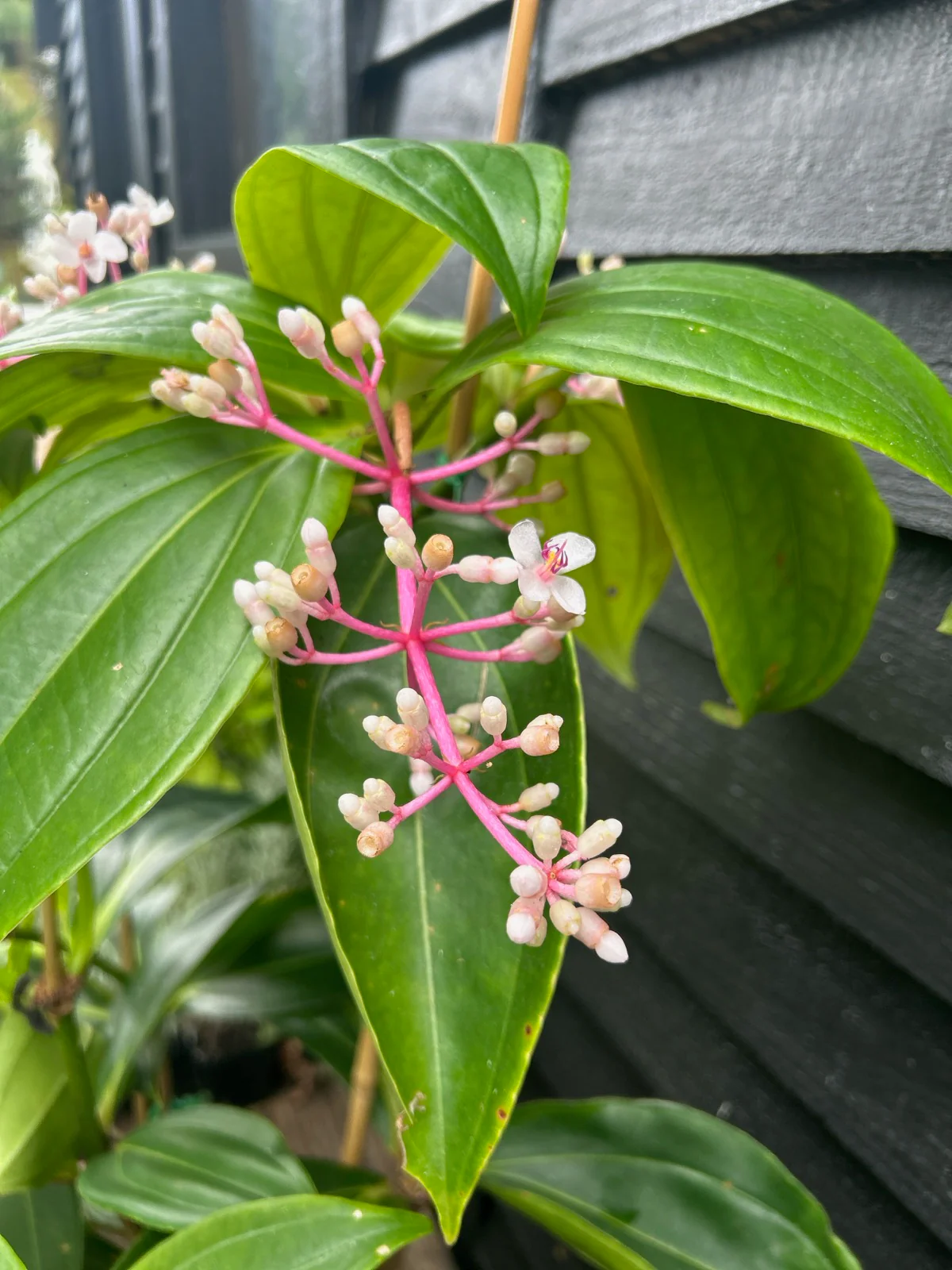 Medinilla Ballerina Chandelier Plant - Growing - Enquire in store. - Image 3