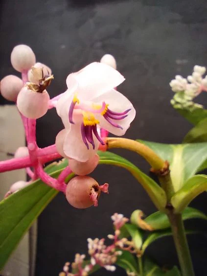 Medinilla Ballerina Chandelier Plant - Growing - Enquire in store. - Image 4