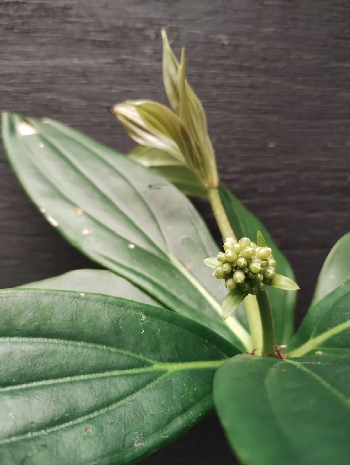 Medinilla Ballerina Chandelier Plant - Growing - Enquire in store. - Image 5