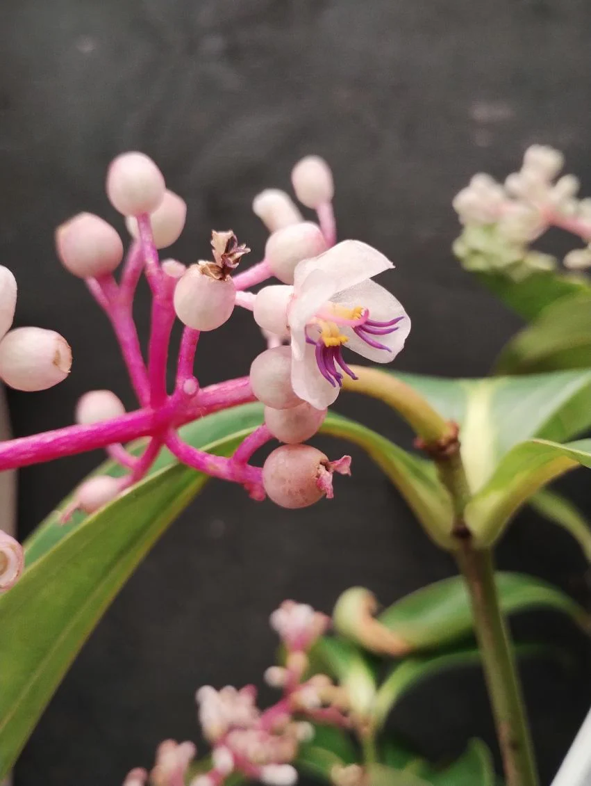 Medinilla Ballerina Chandelier Plant - Growing - Enquire in store. - Image 6