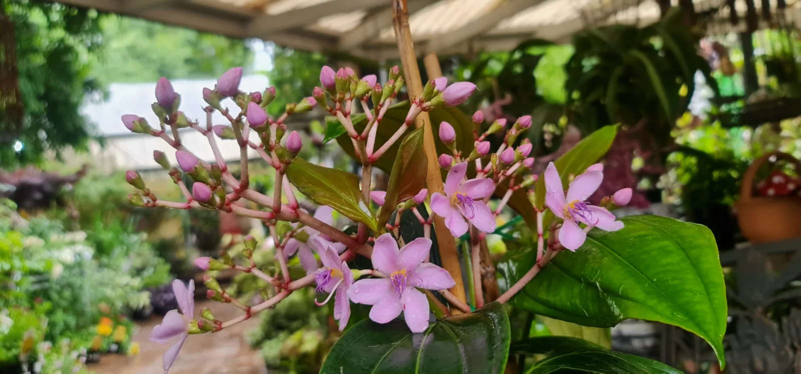 Medinilla apoensis Big Mama Chandelier Plant