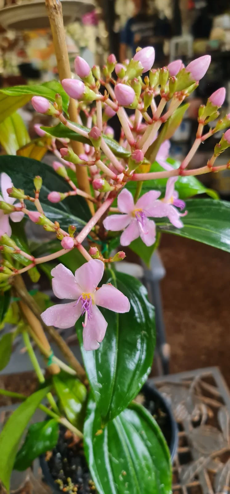 Medinilla apoensis Big Mama Chandelier Plant - Image 2