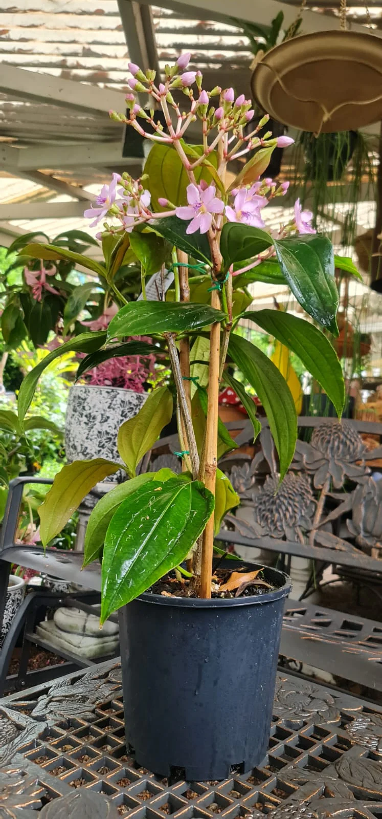 Medinilla apoensis Big Mama Chandelier Plant - Image 3