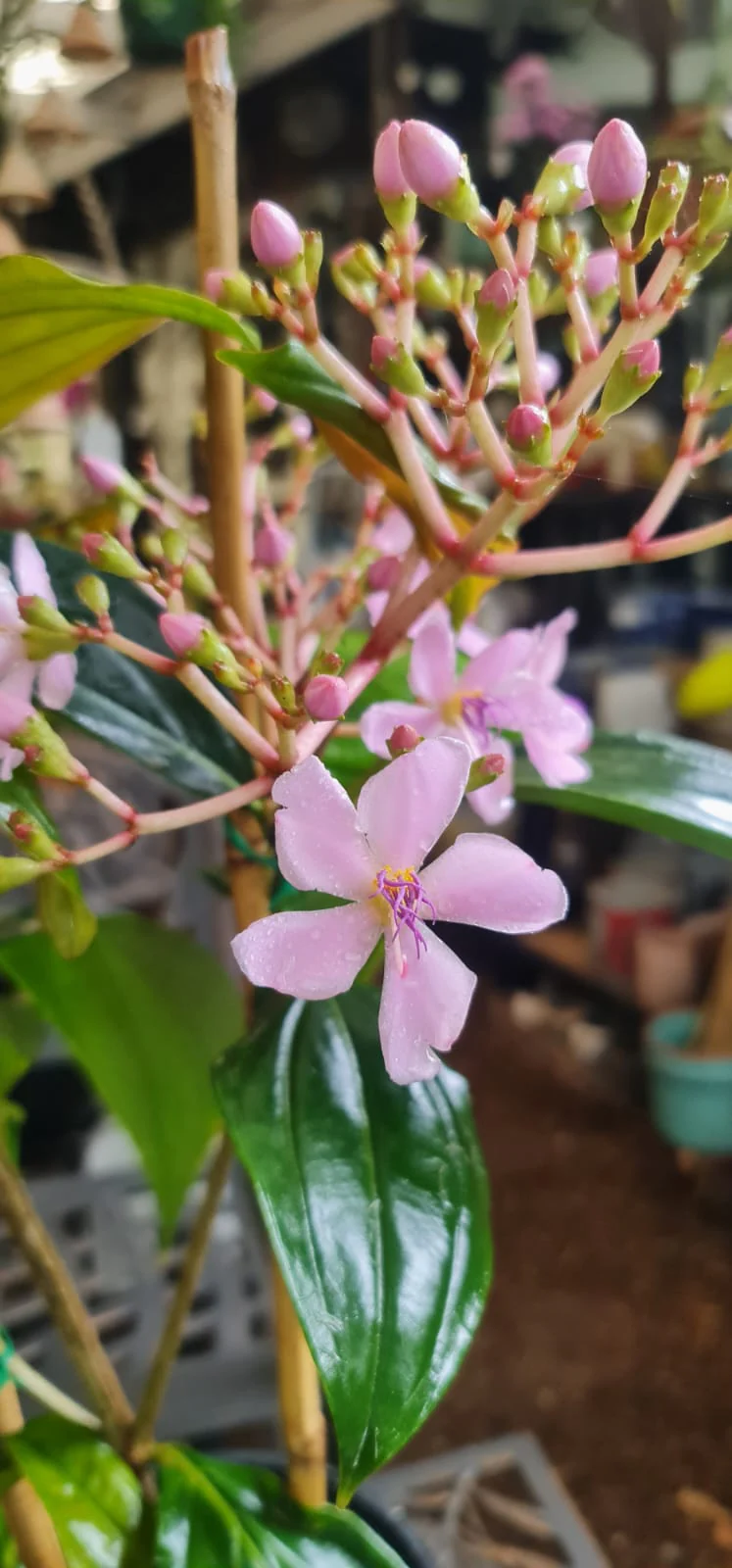 Medinilla apoensis Big Mama Chandelier Plant - Image 4