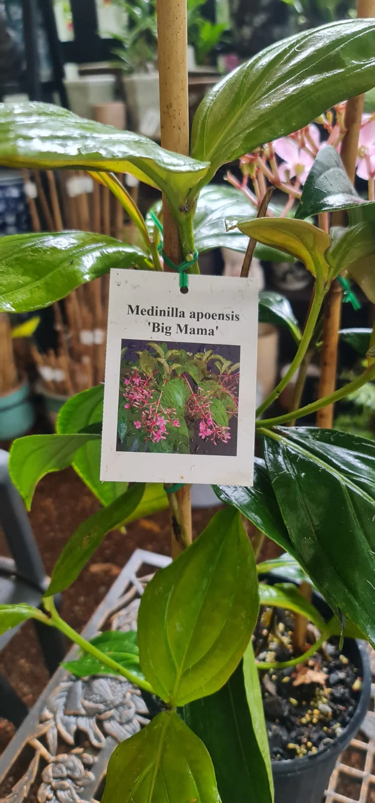 Medinilla apoensis Big Mama Chandelier Plant - Image 5