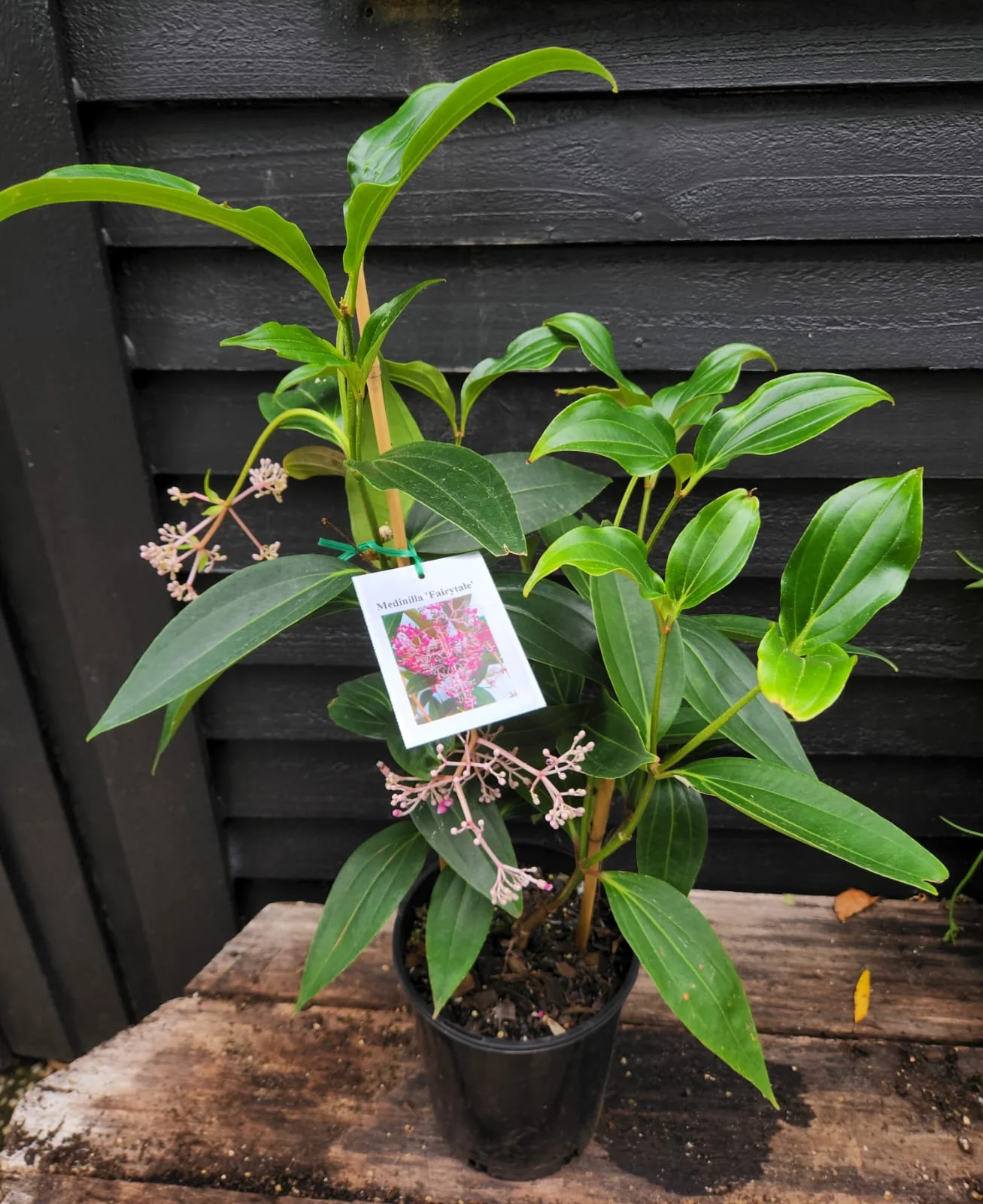 Medinilla Fairytale Chandelier Plant - Last One!