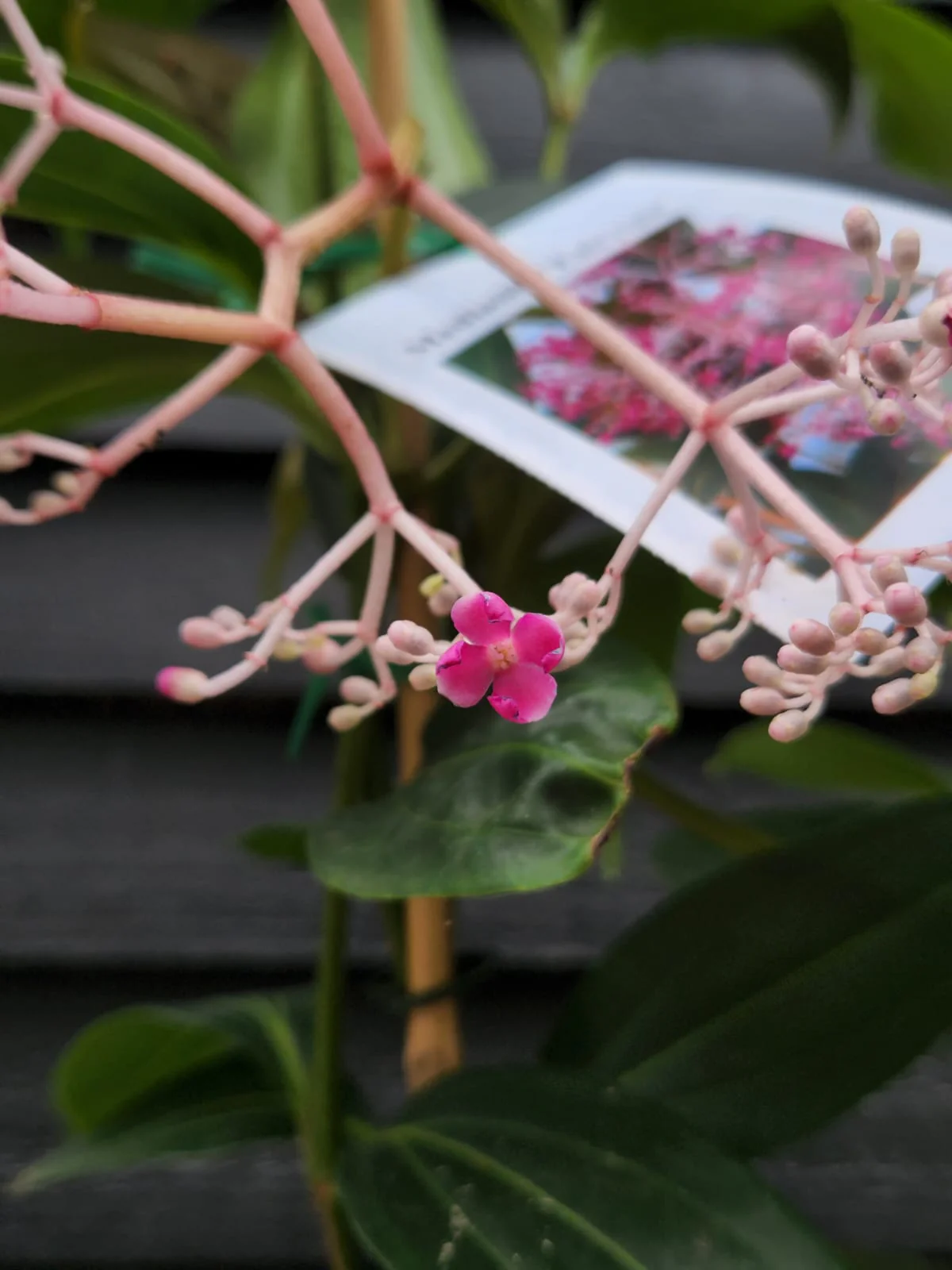 Medinilla Fairytale Chandelier Plant - Last One! - Image 2