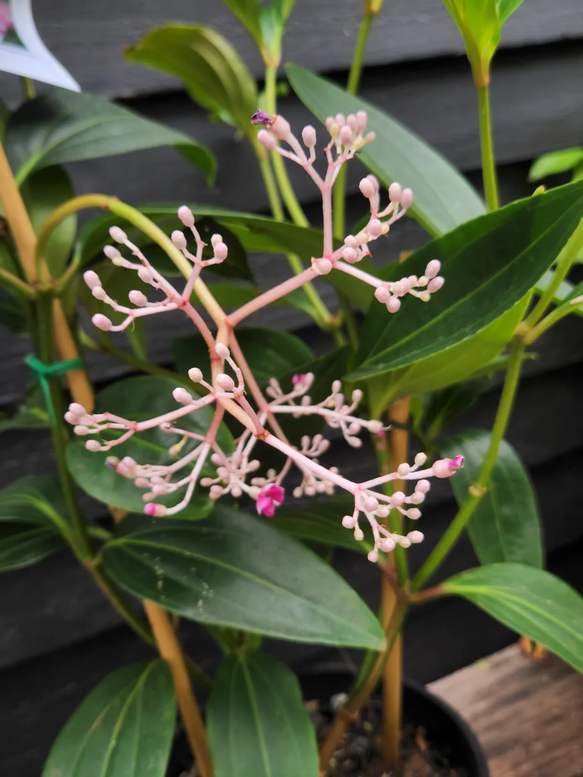 Medinilla Fairytale Chandelier Plant - Last One! - Image 3