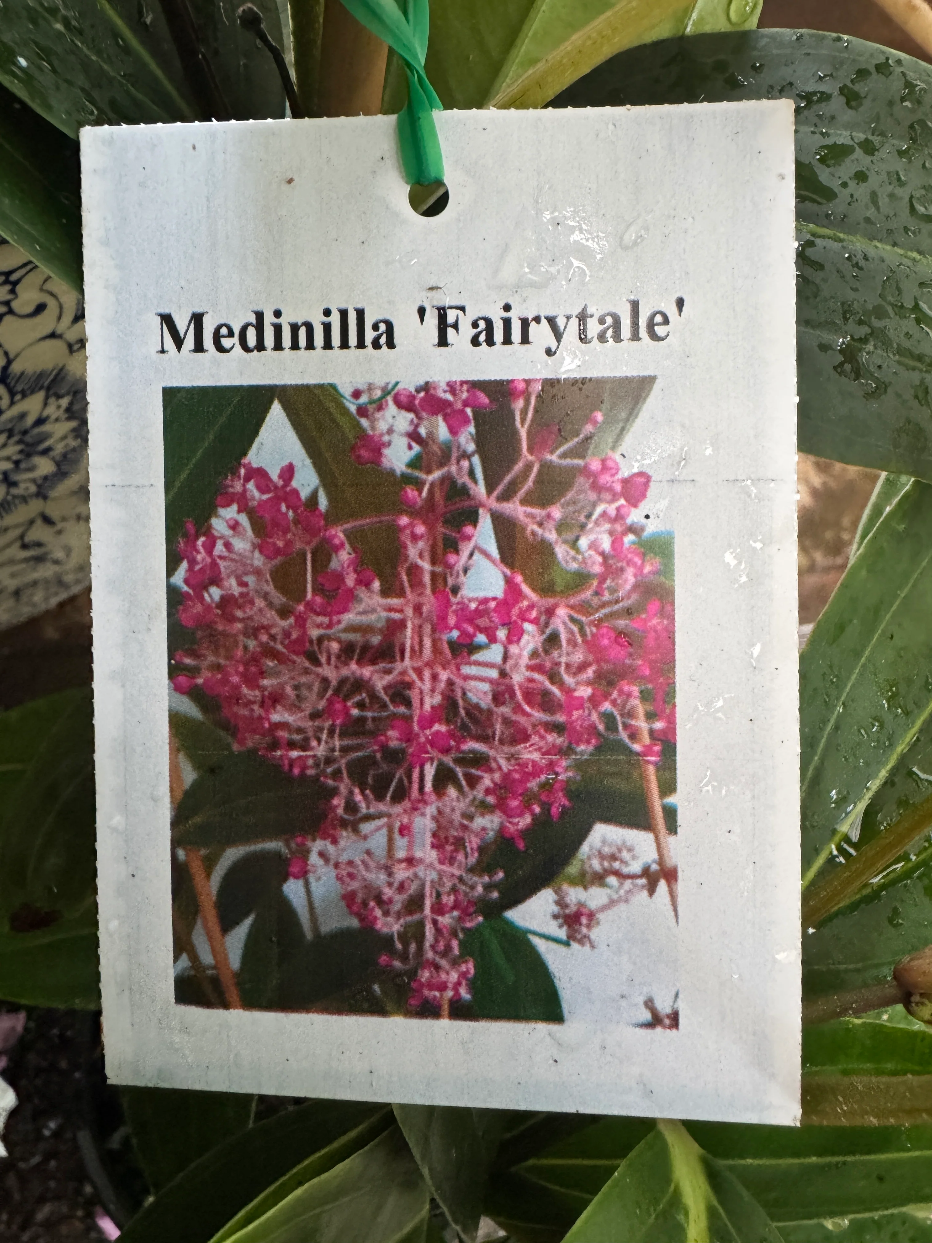 Medinilla Fairytale Chandelier Plant - Last One! - Image 4