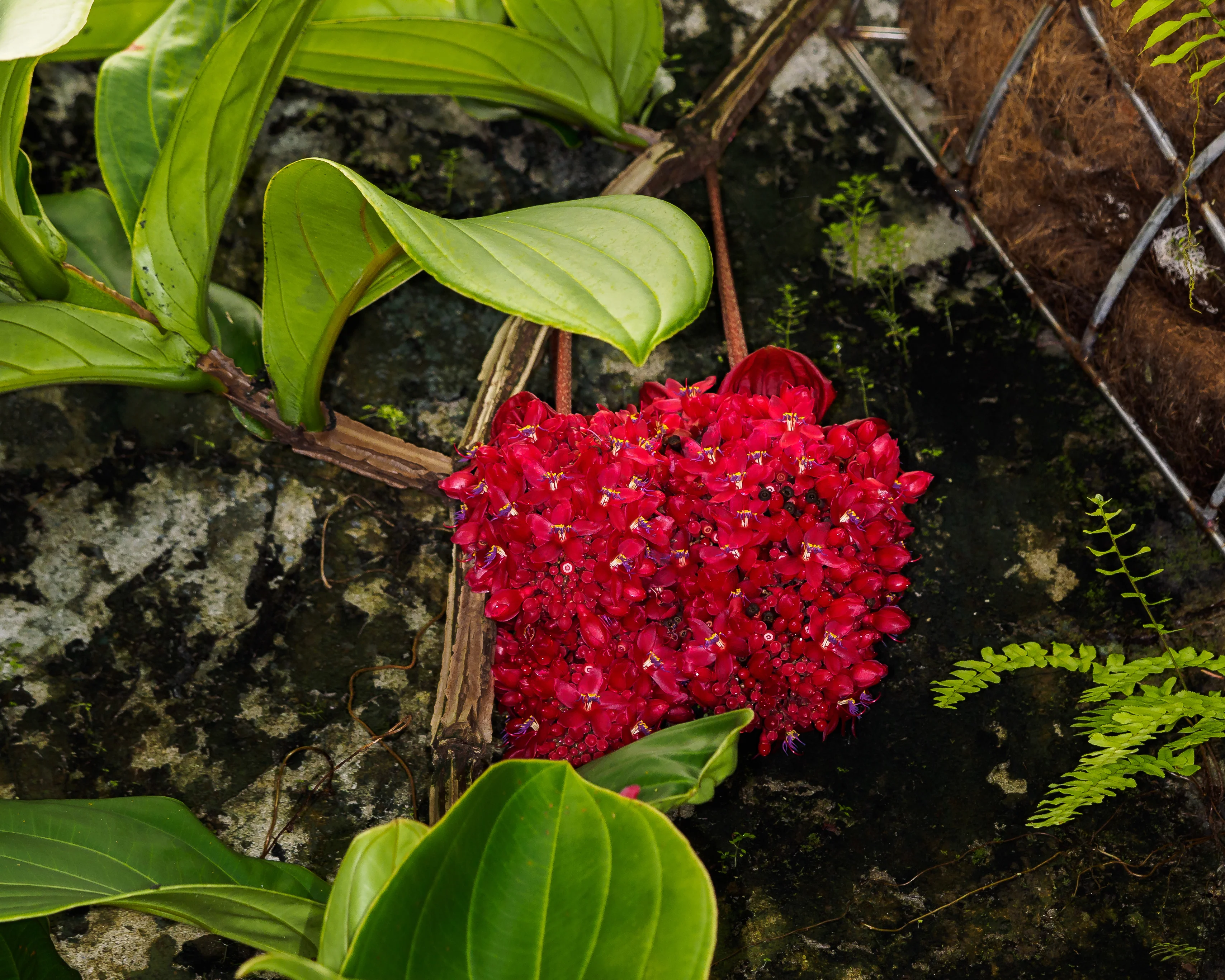 Medinilla miniata Red Chandelier Plant - Image 3