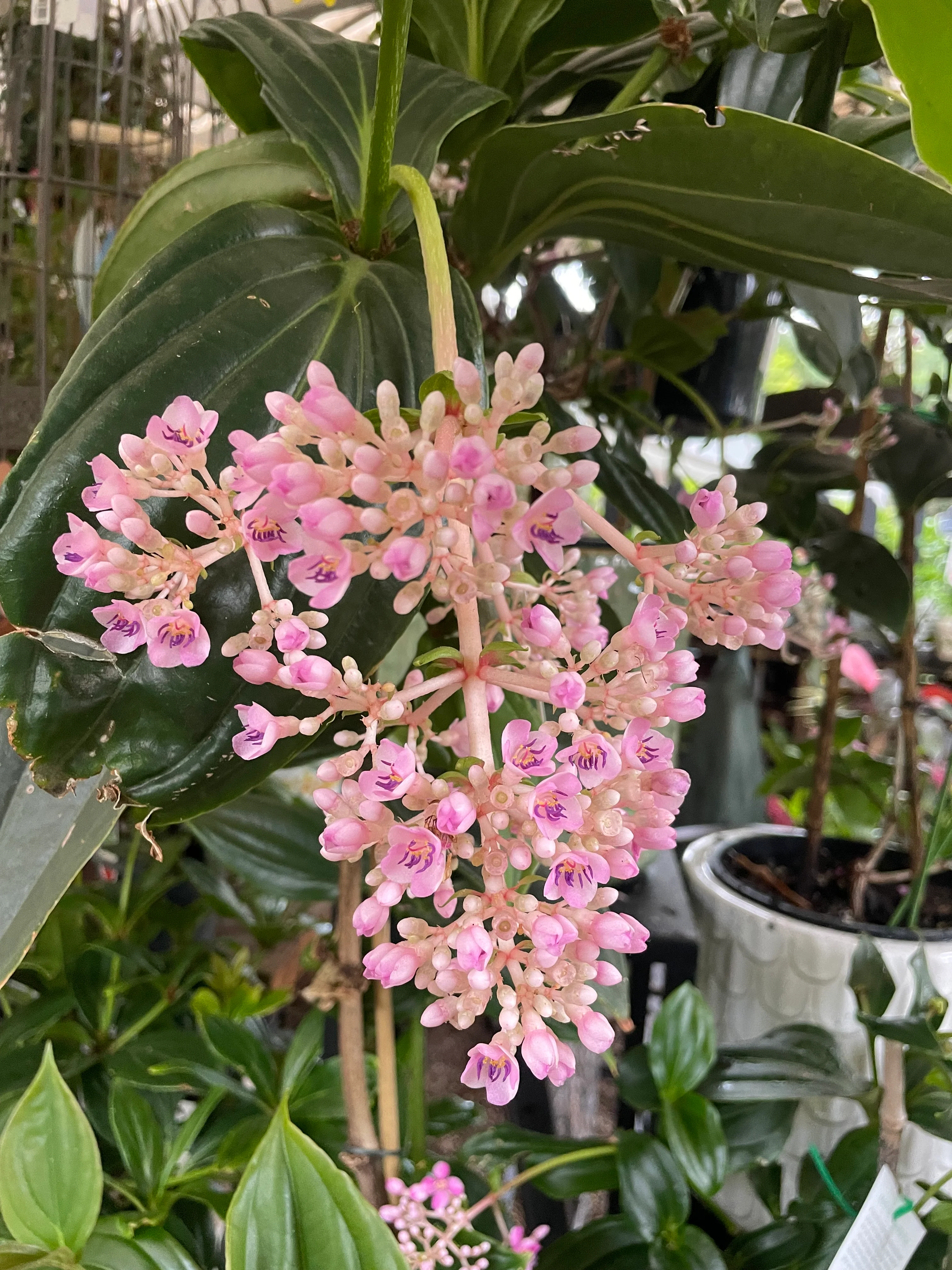 Medinilla myriantha Chandelier Plant - covered in flower buds! - Image 5