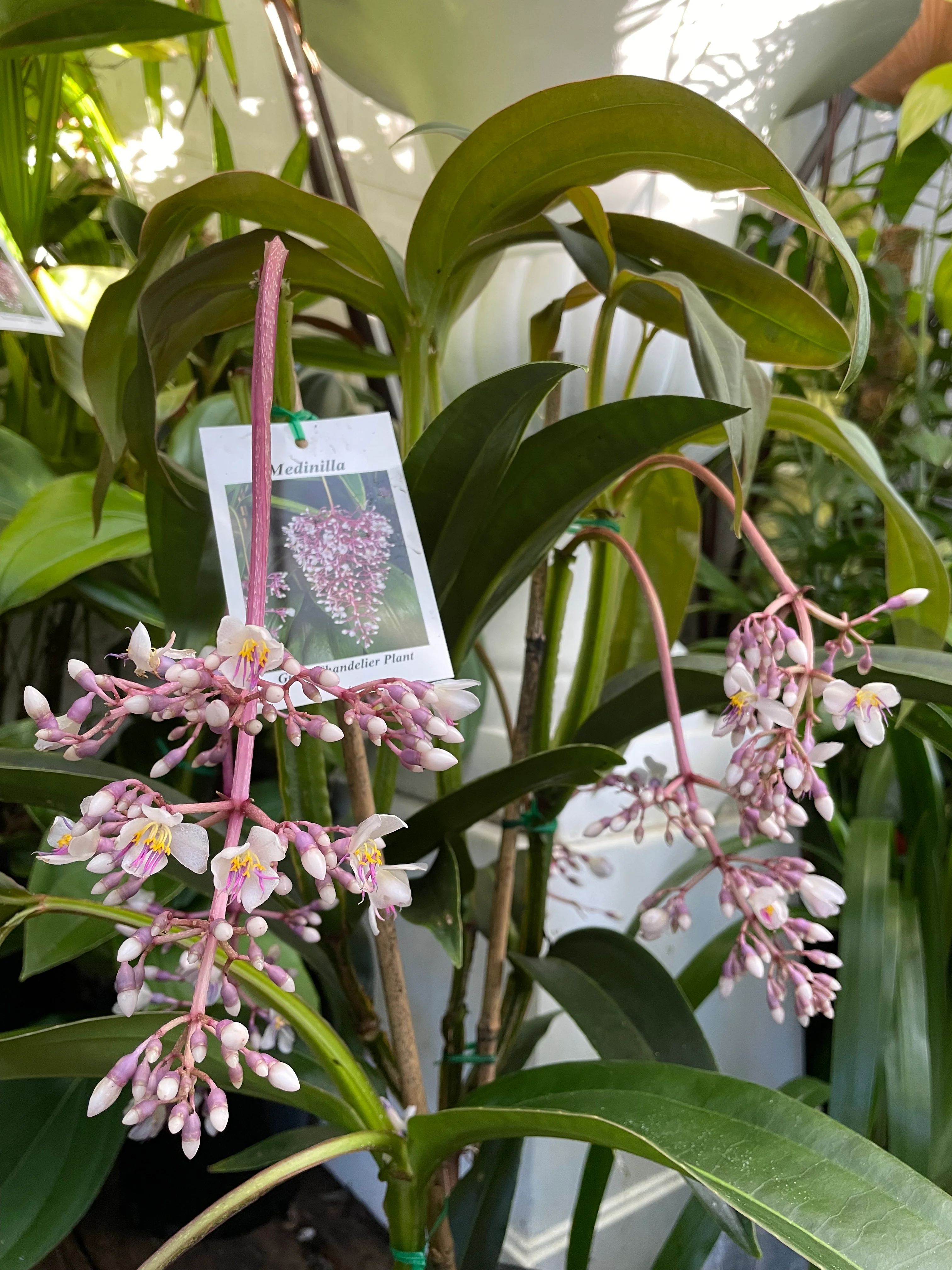 Medinilla Nova - Dwarf Giant Chandalier Medinilla - Image 3