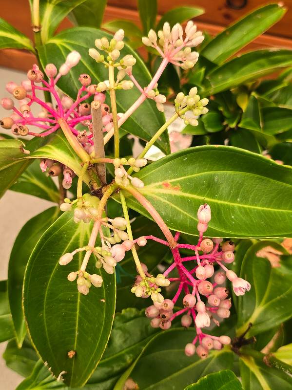 Medinilla formosa Taiwanese Princess Chandelier Plant - Growing - Enquire in Store.