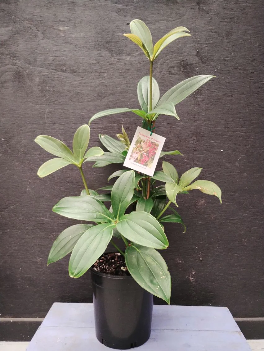 Medinilla formosa Taiwanese Princess Chandelier Plant - Growing - Enquire in Store. - Image 2