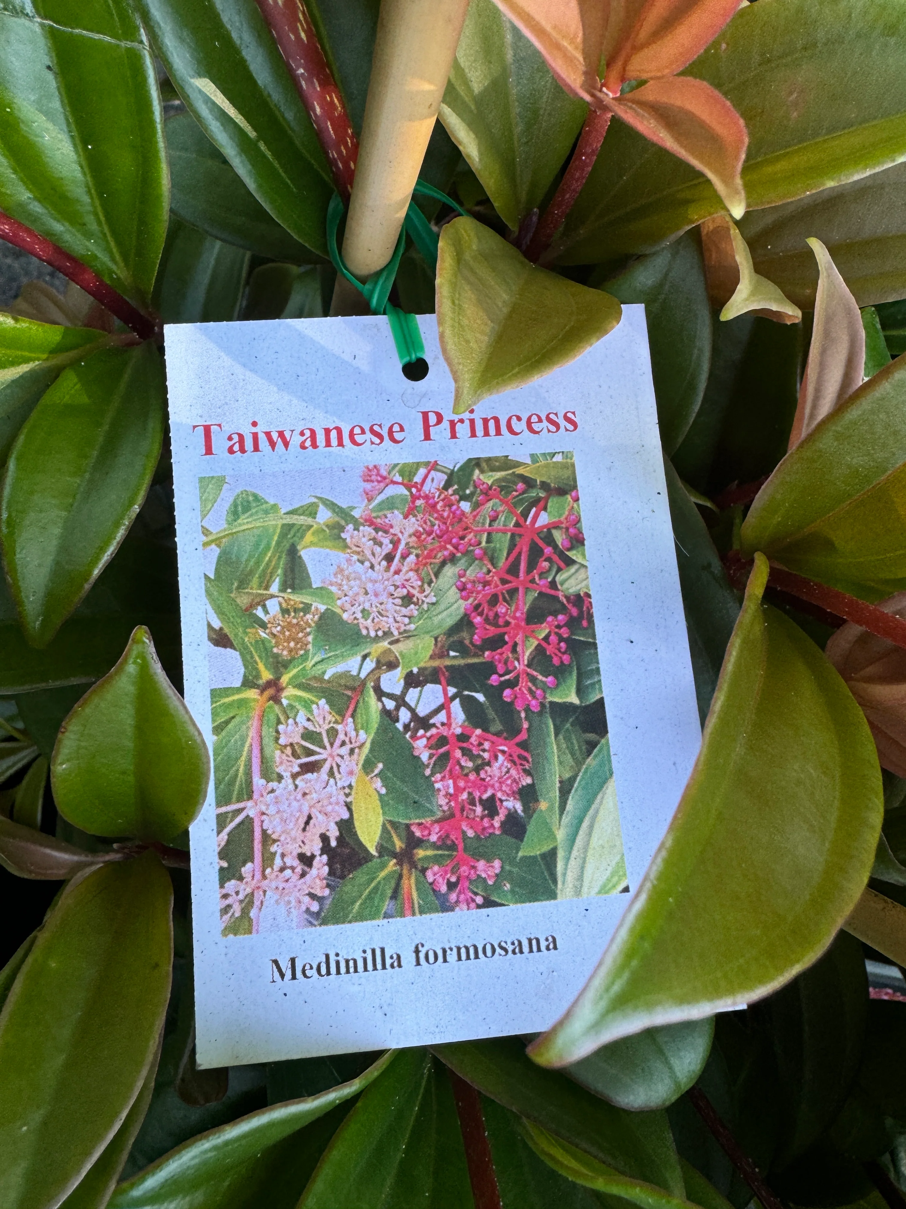Medinilla formosa Taiwanese Princess Chandelier Plant - Growing - Enquire in Store. - Image 3