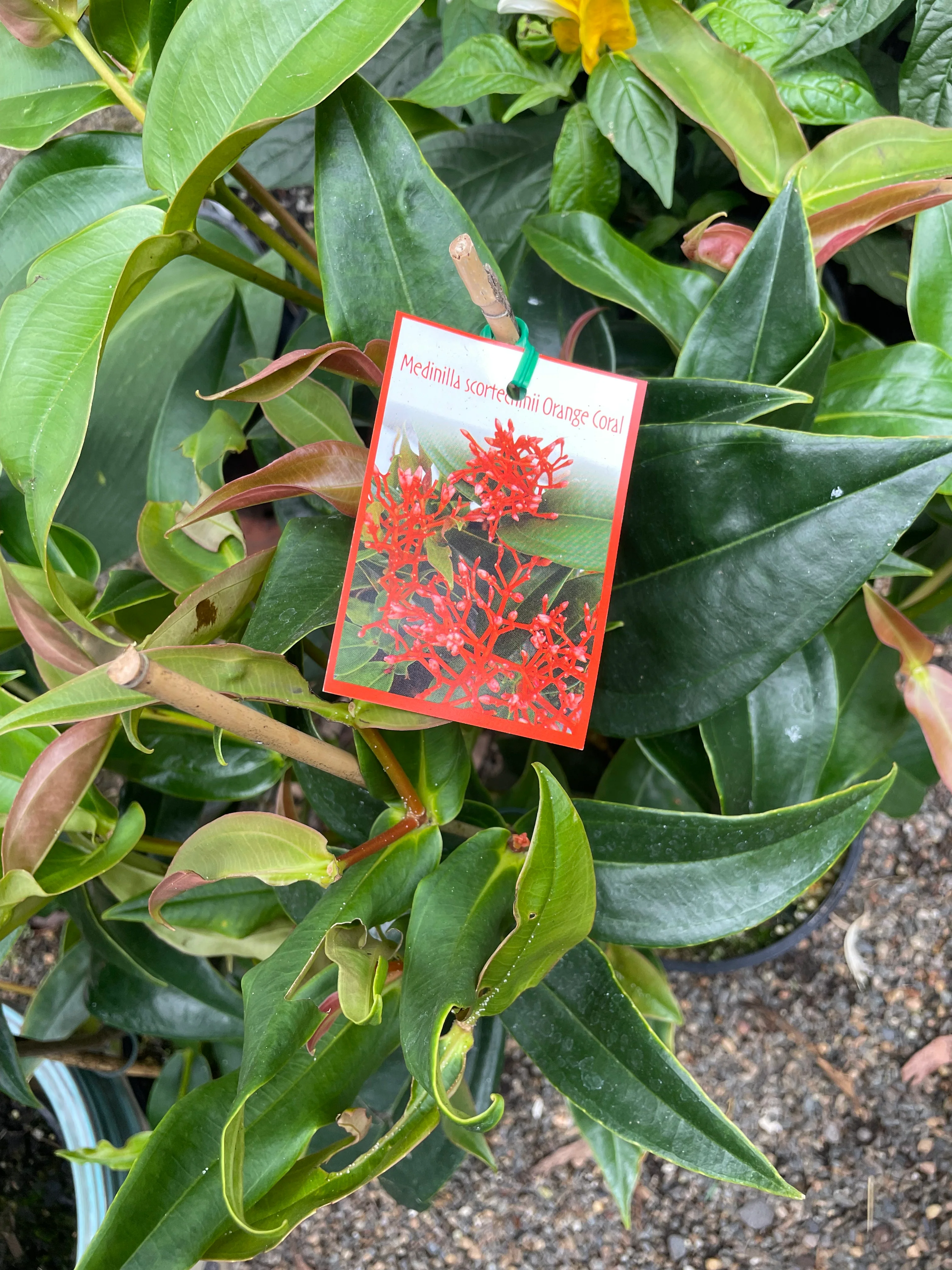 Medinilla scortechenii Orange Coral - Growing - Enquire in store.