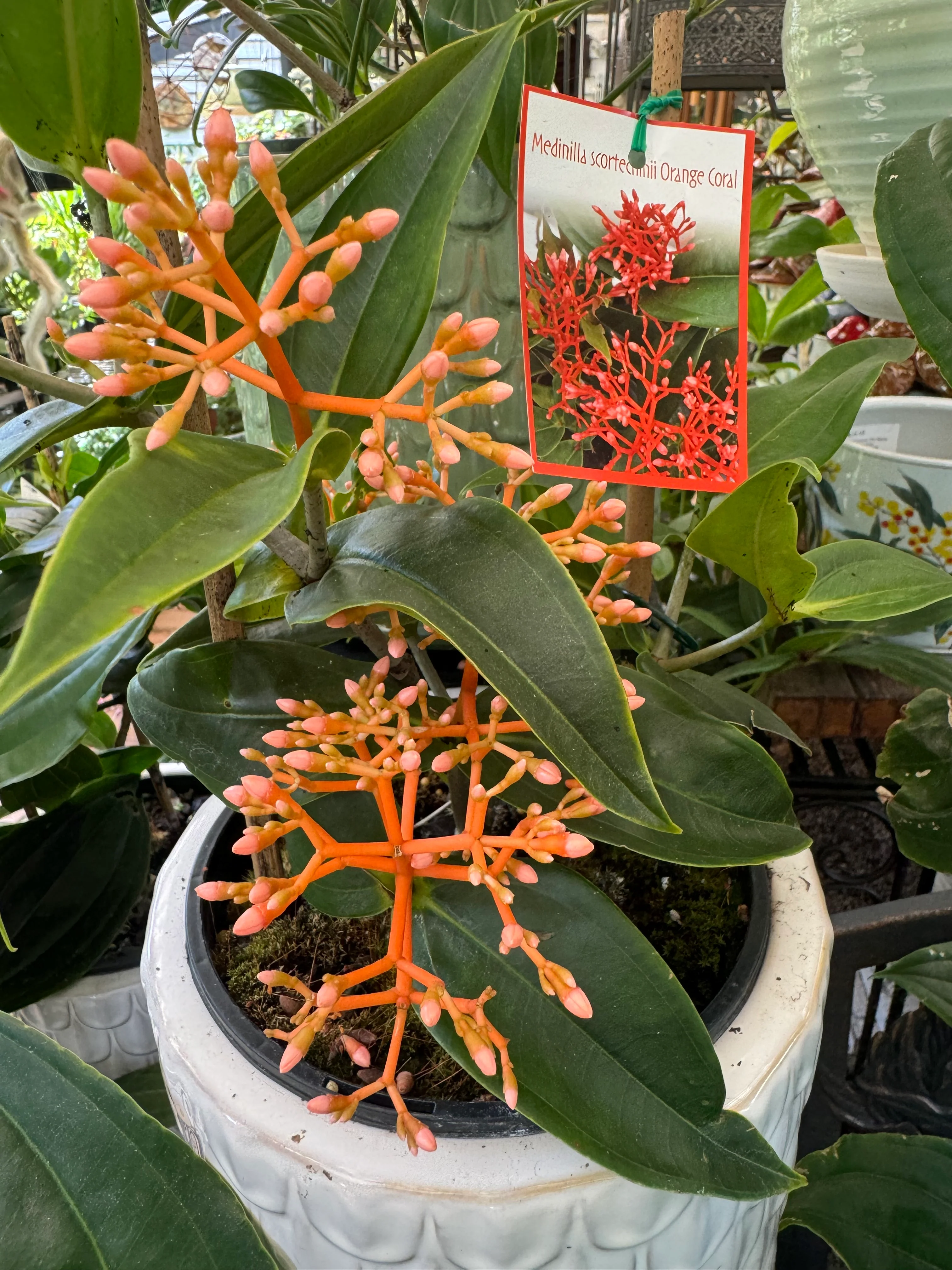 Medinilla scortechenii Orange Coral - Growing - Enquire in store. - Image 2