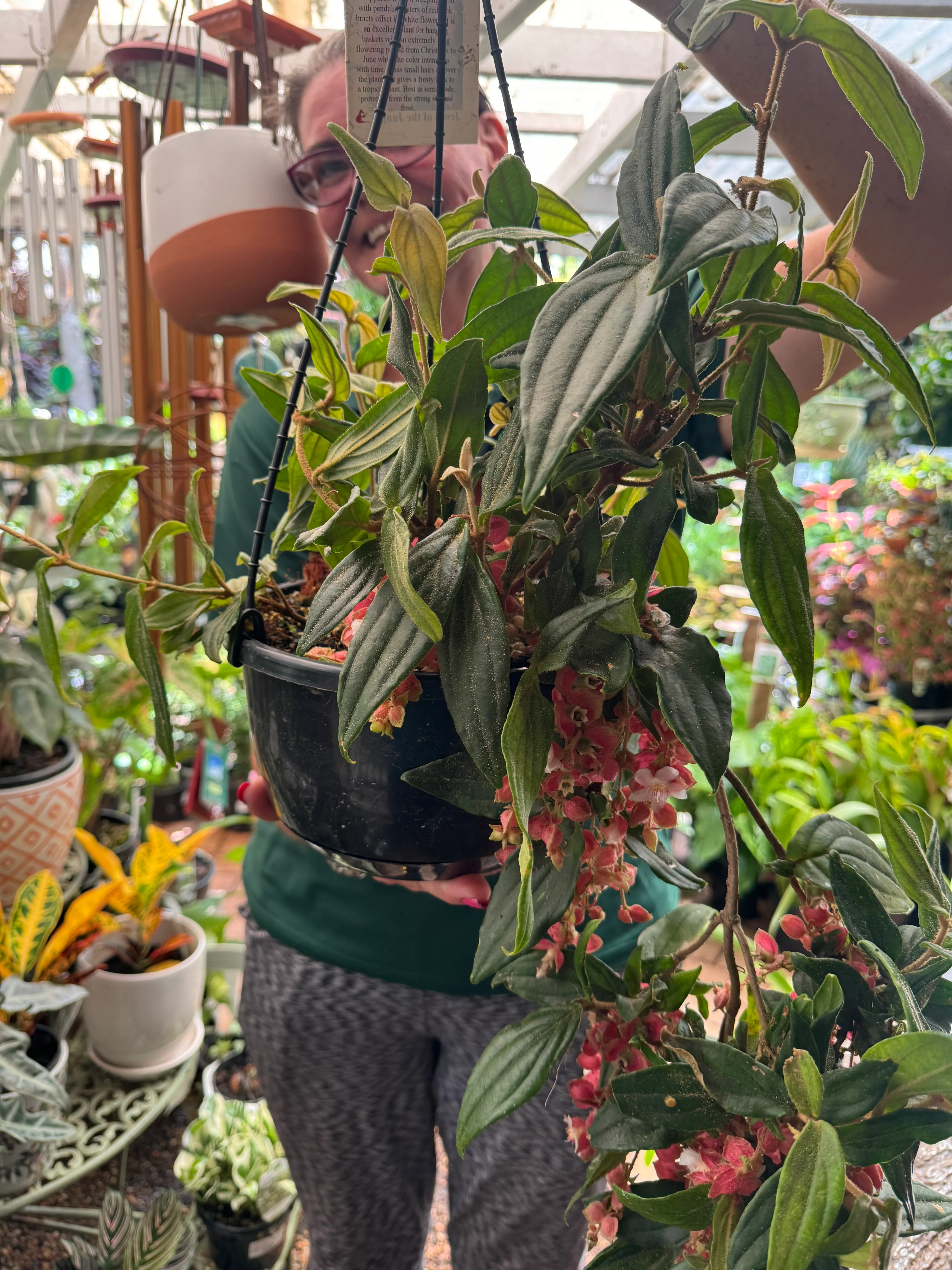 Medinilla vexillifer Jungle Beauty Chandelier Plant - covered in flower buds! - Image 10