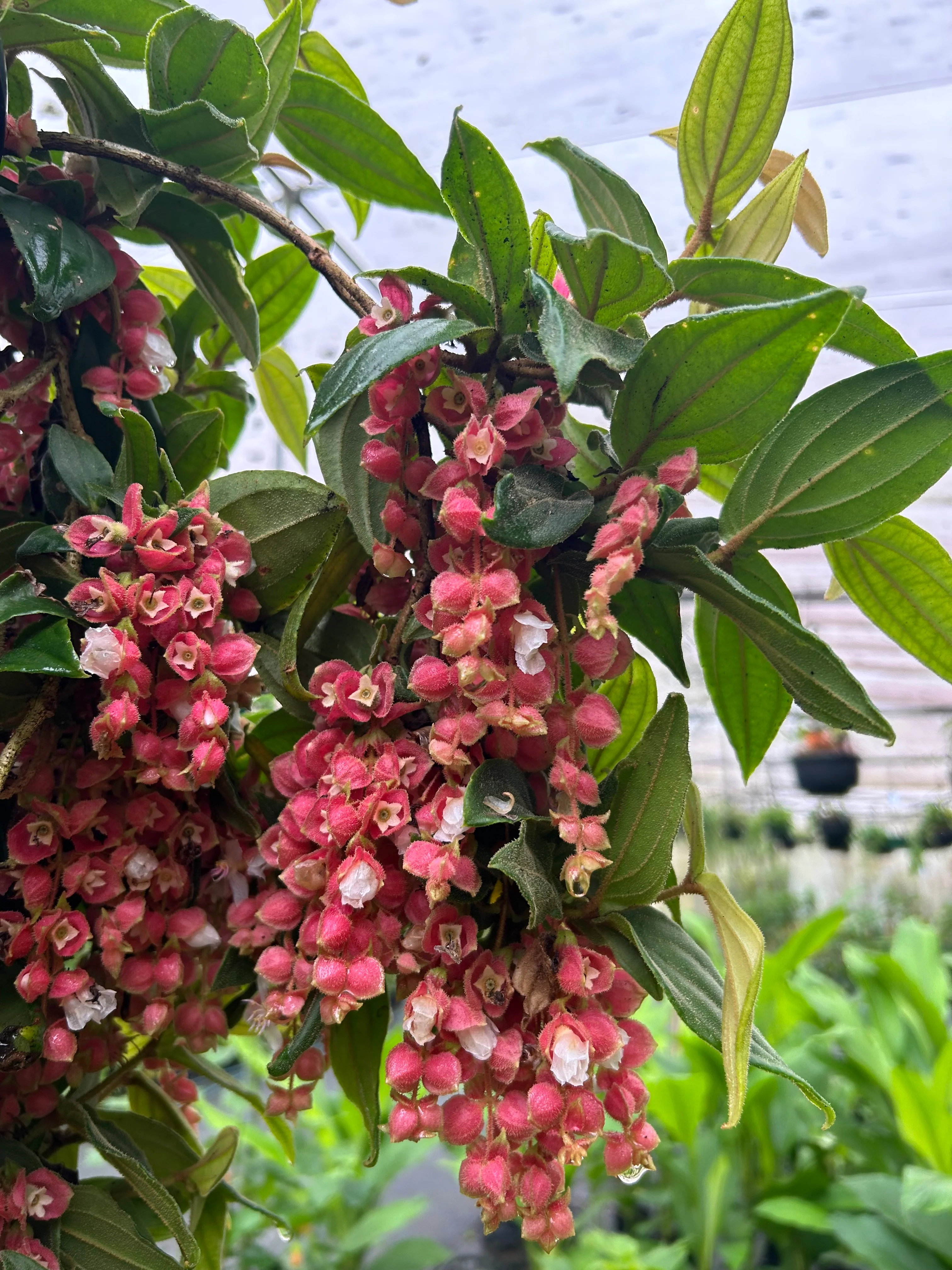 Medinilla vexillifer Jungle Beauty Chandelier Plant - covered in flower buds! - Image 4
