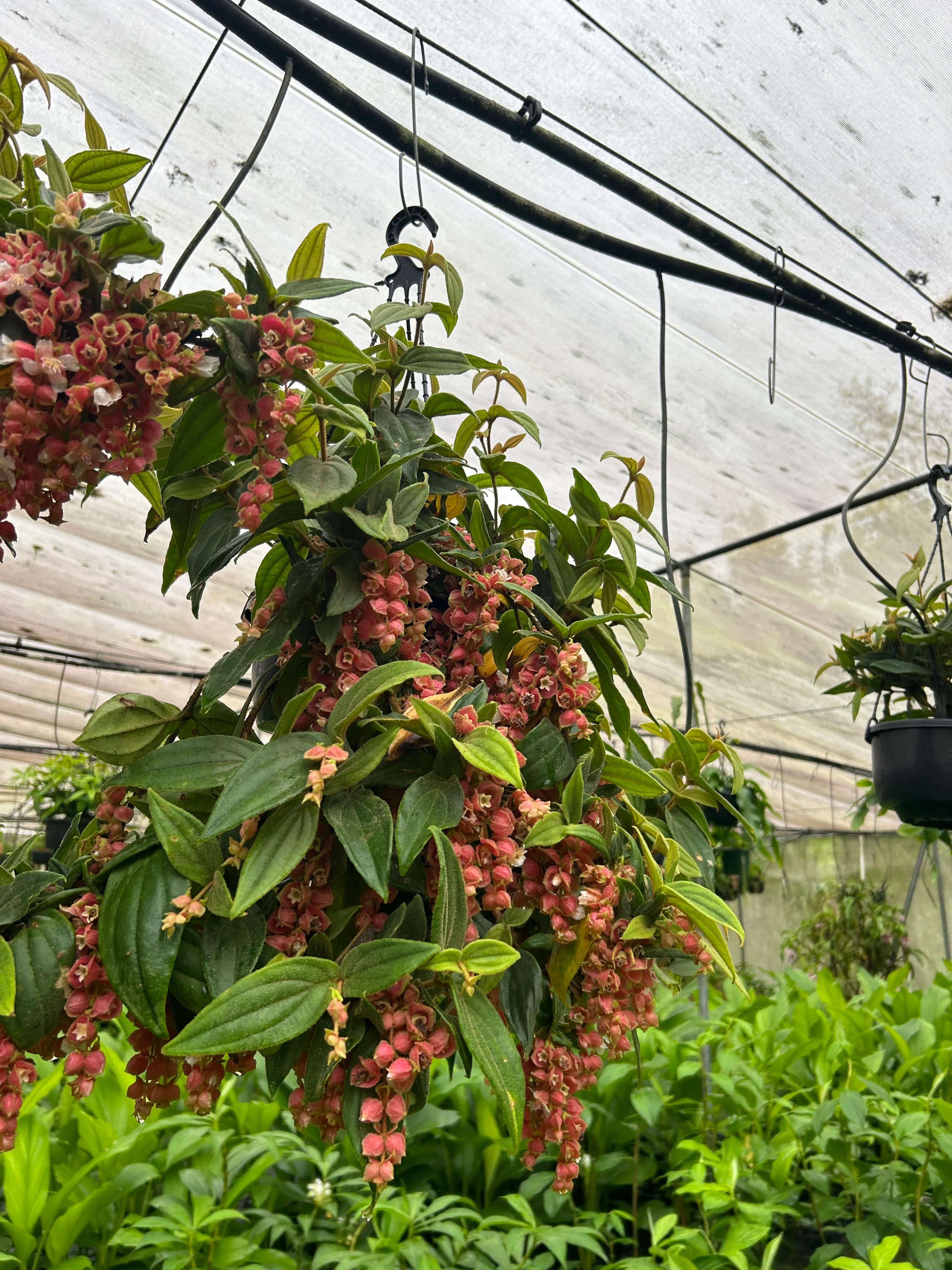 Medinilla vexillifer Jungle Beauty Chandelier Plant - covered in flower buds! - Image 5
