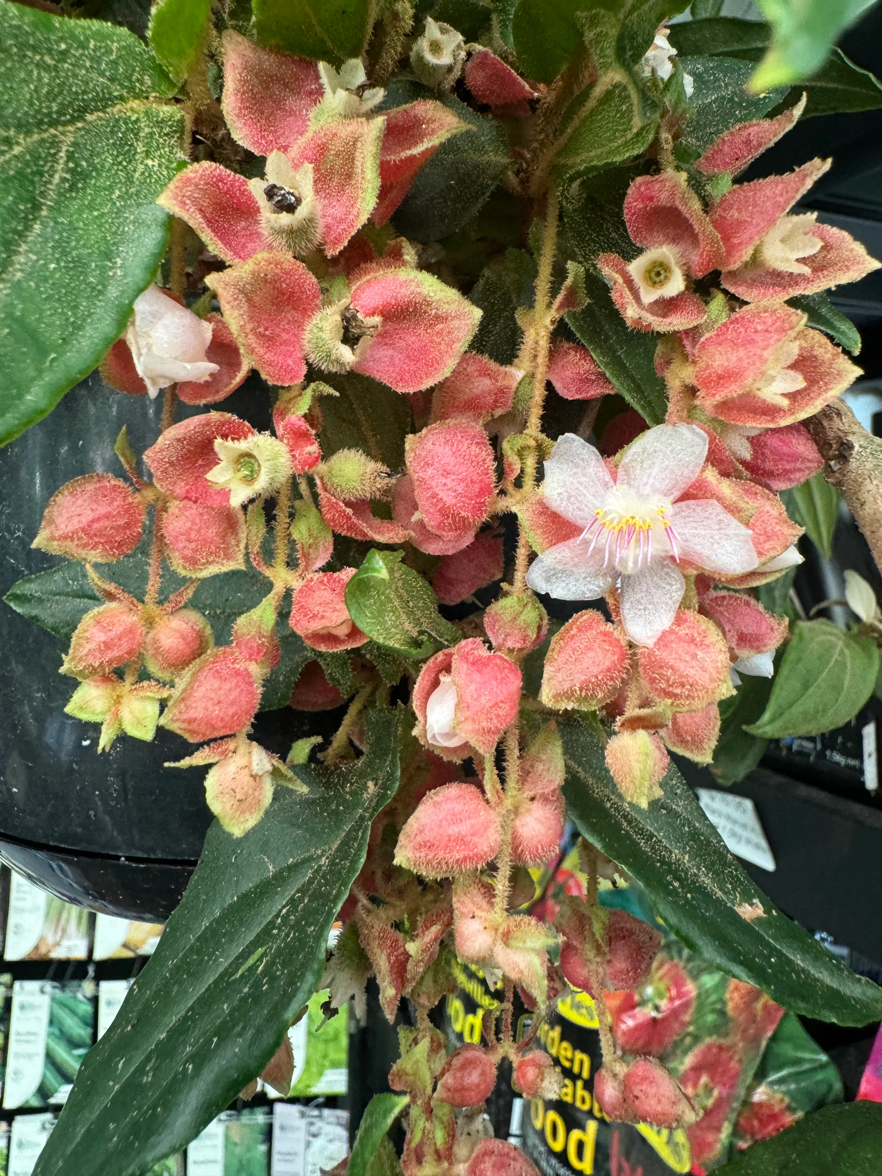 Medinilla vexillifer Jungle Beauty Chandelier Plant - covered in flower buds! - Image 6