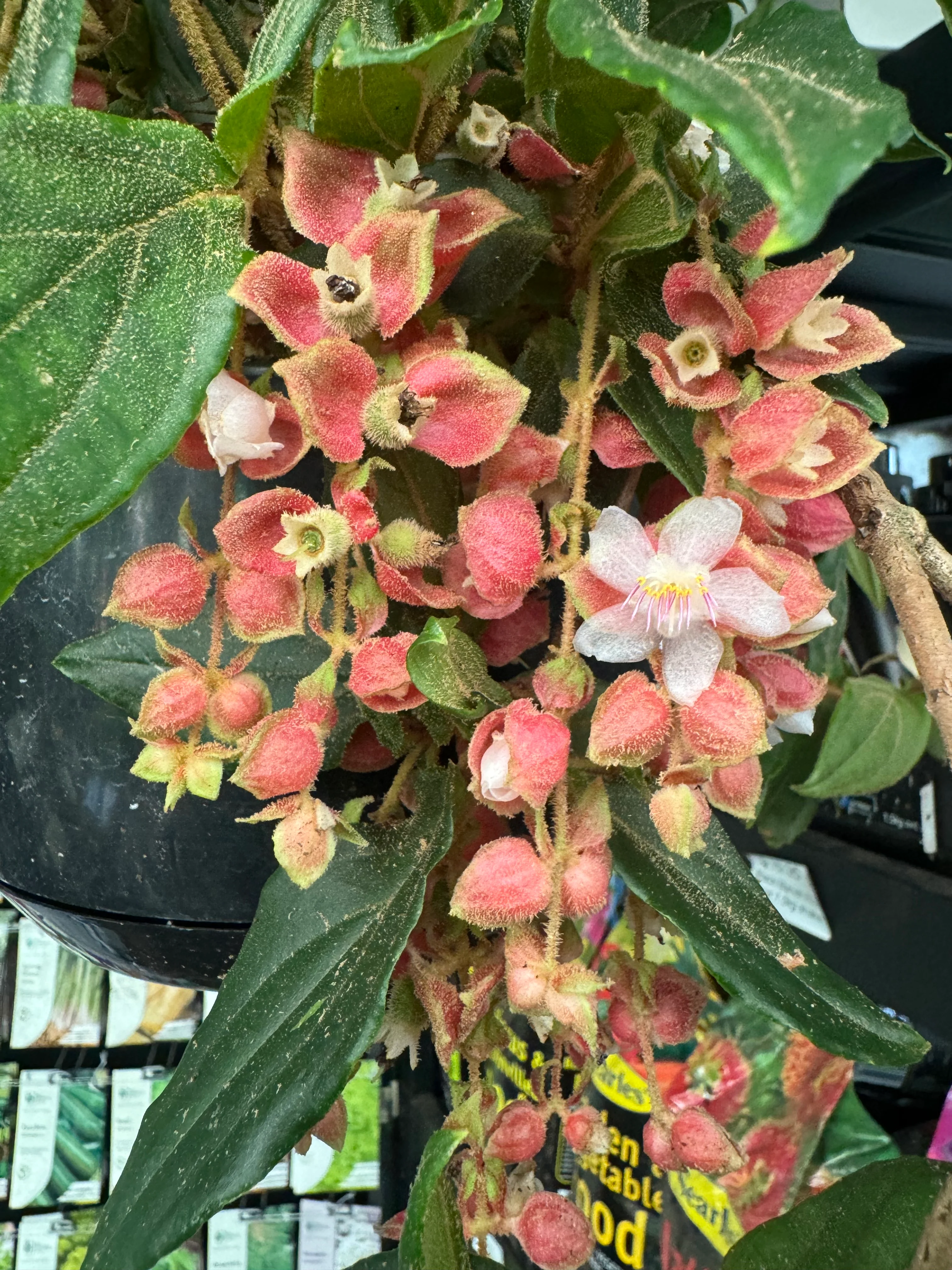 Medinilla vexillifer Jungle Beauty Chandelier Plant - covered in flower buds! - Image 7