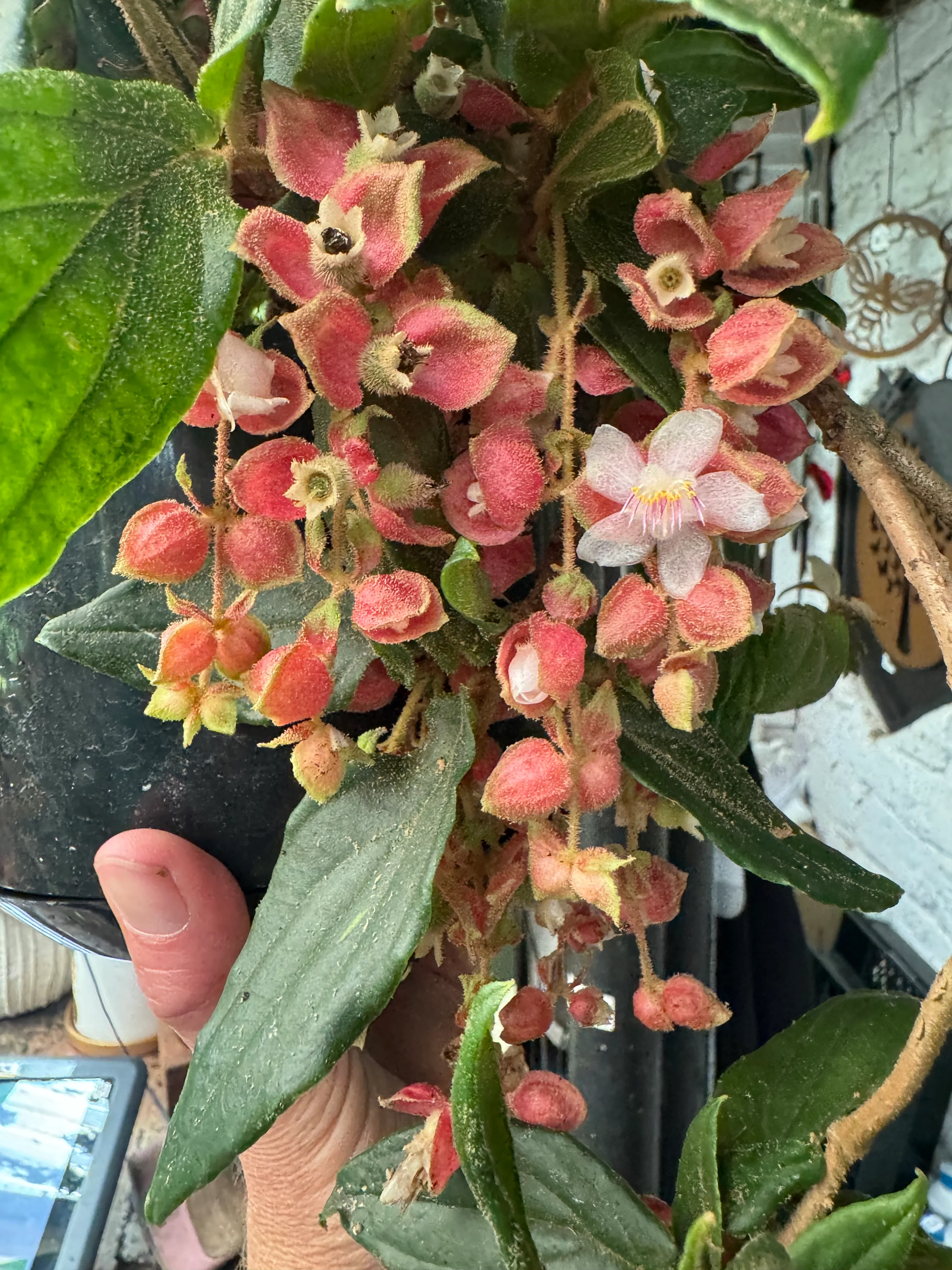 Medinilla vexillifer Jungle Beauty Chandelier Plant - covered in flower buds! - Image 8