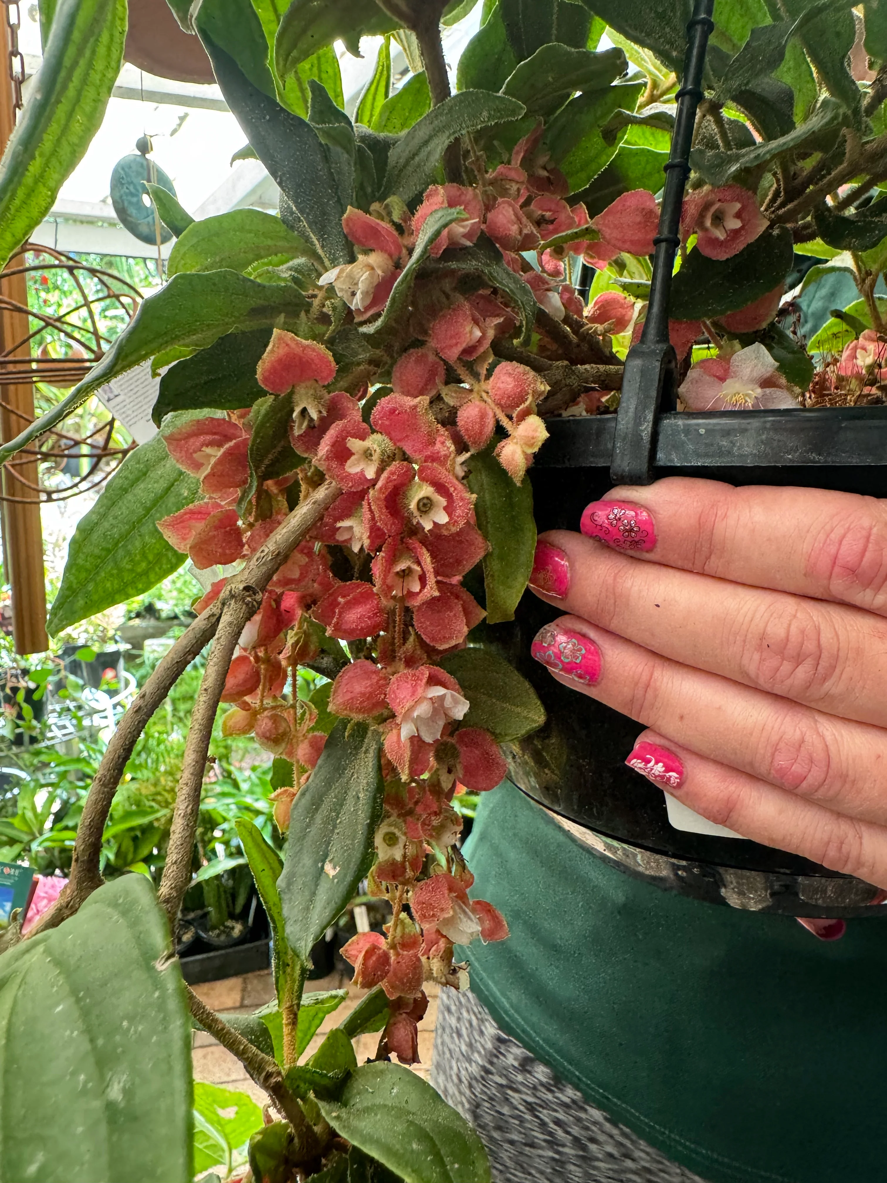 Medinilla vexillifer Jungle Beauty Chandelier Plant - covered in flower buds! - Image 9