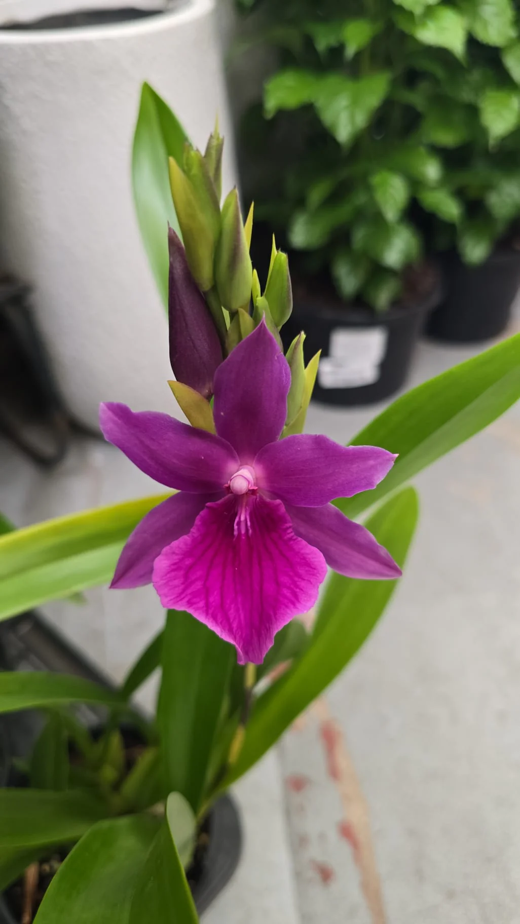 Miltonia Orchid Jerry’s Pink - Growing - Ready Soon