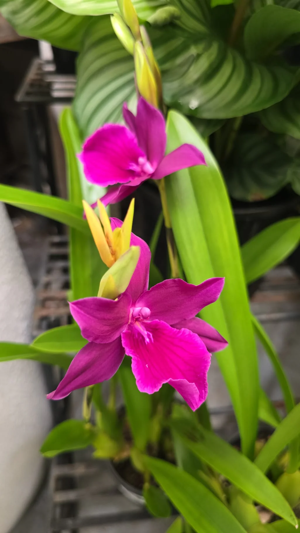 Miltonia Orchid Jerry’s Pink - Growing - Ready Soon - Image 2