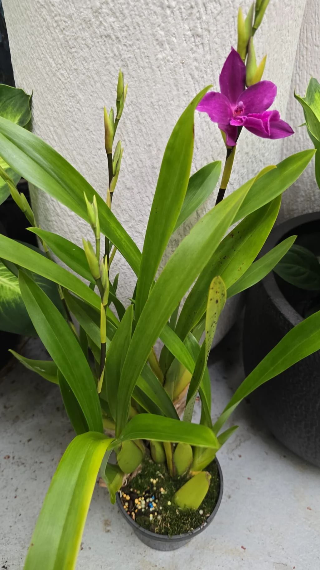 Miltonia Orchid Jerry’s Pink - Growing - Ready Soon - Image 3