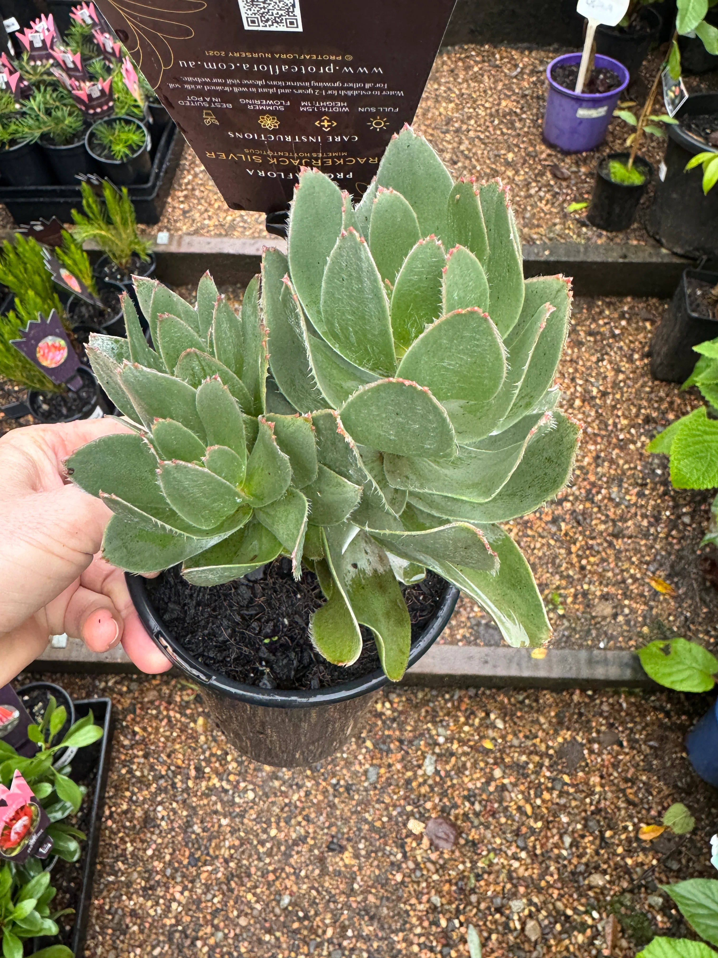 Mimetes Crackerjack Silver Mirror Bush - Image 3