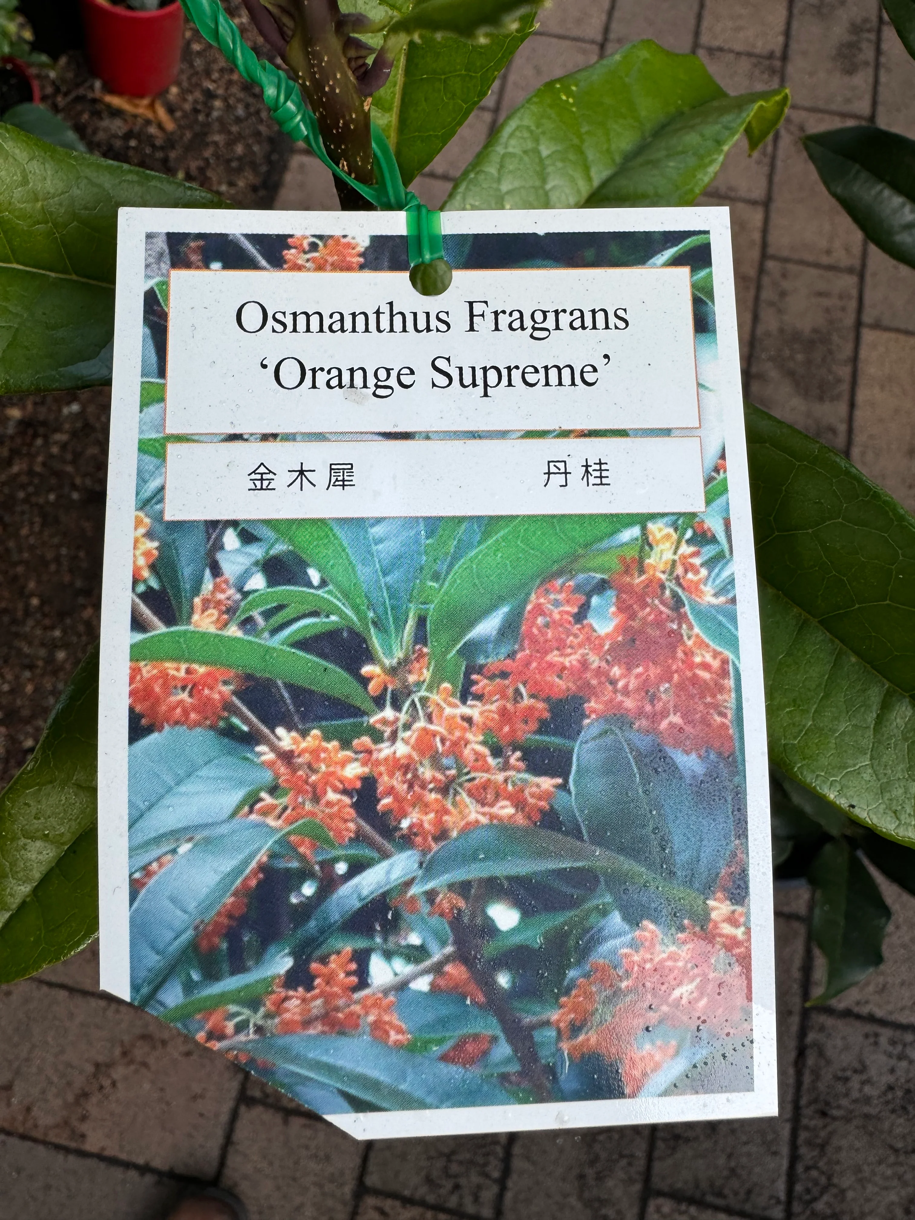 Osmanthus fragrans Orange Supreme - pre order in store for spring 2026 - Image 2