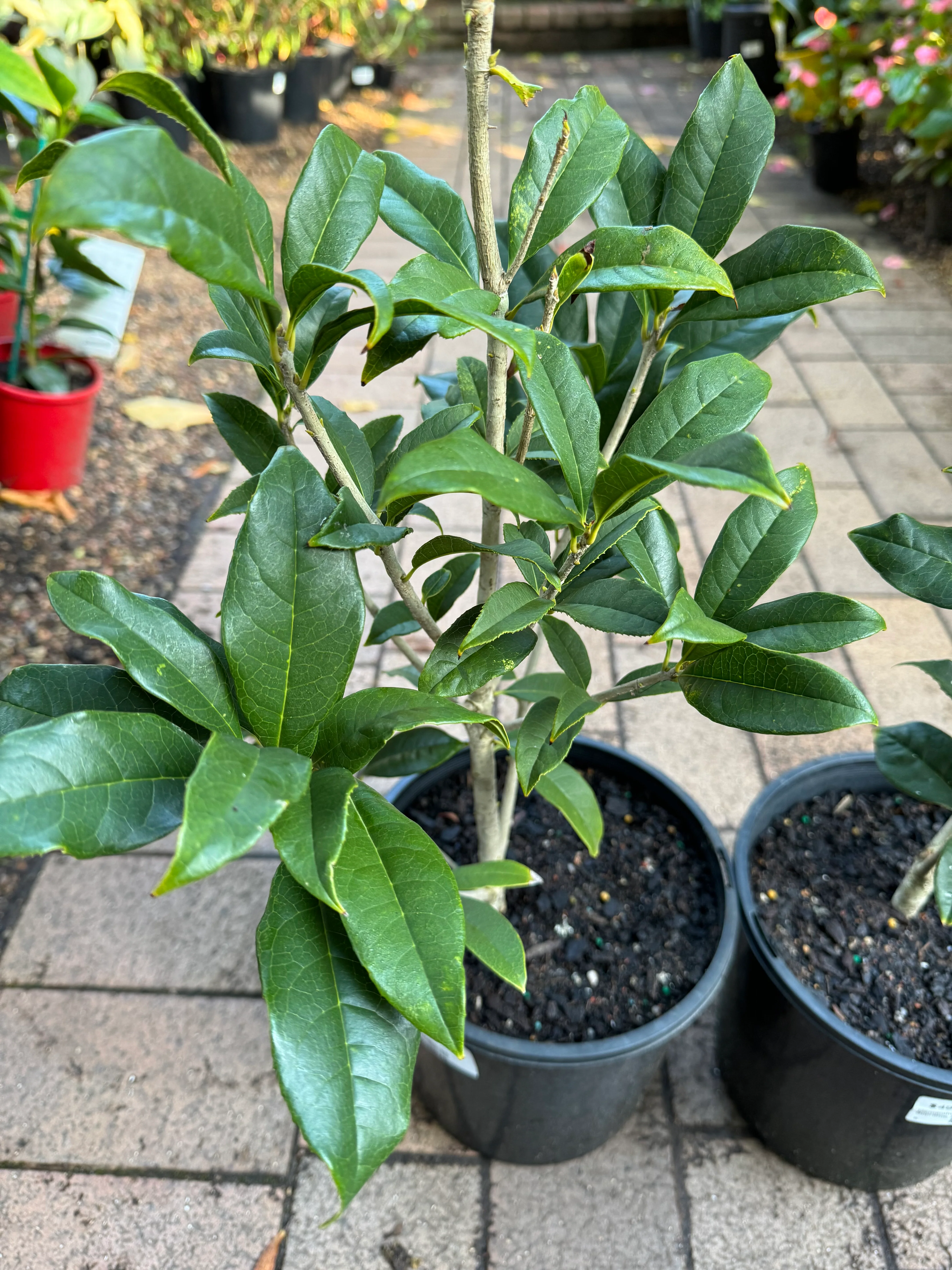 Osmanthus fragrans Orange Supreme - pre order in store for spring 2026 - Image 3