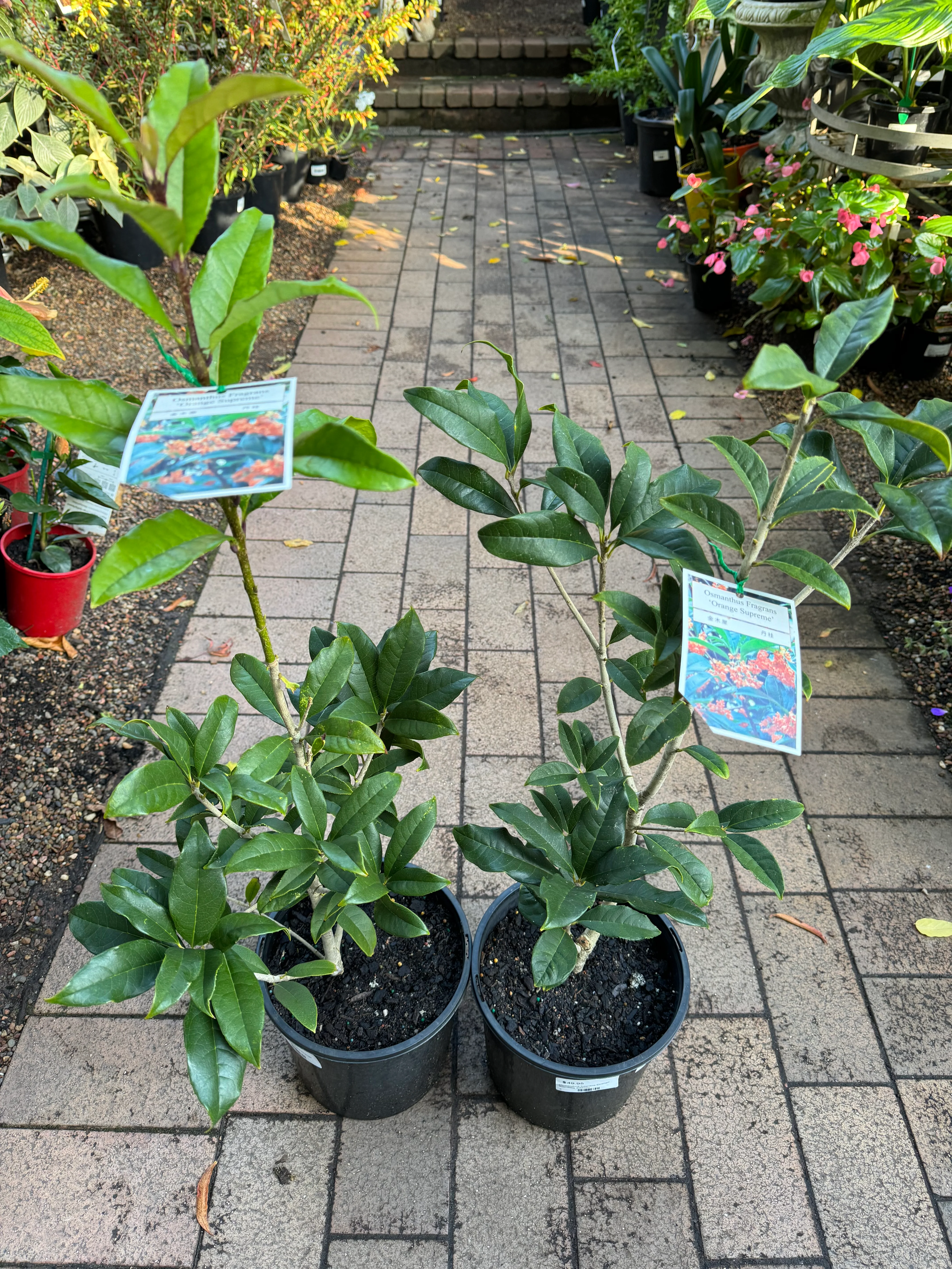 Osmanthus fragrans Orange Supreme - pre order in store for spring 2026 - Image 4