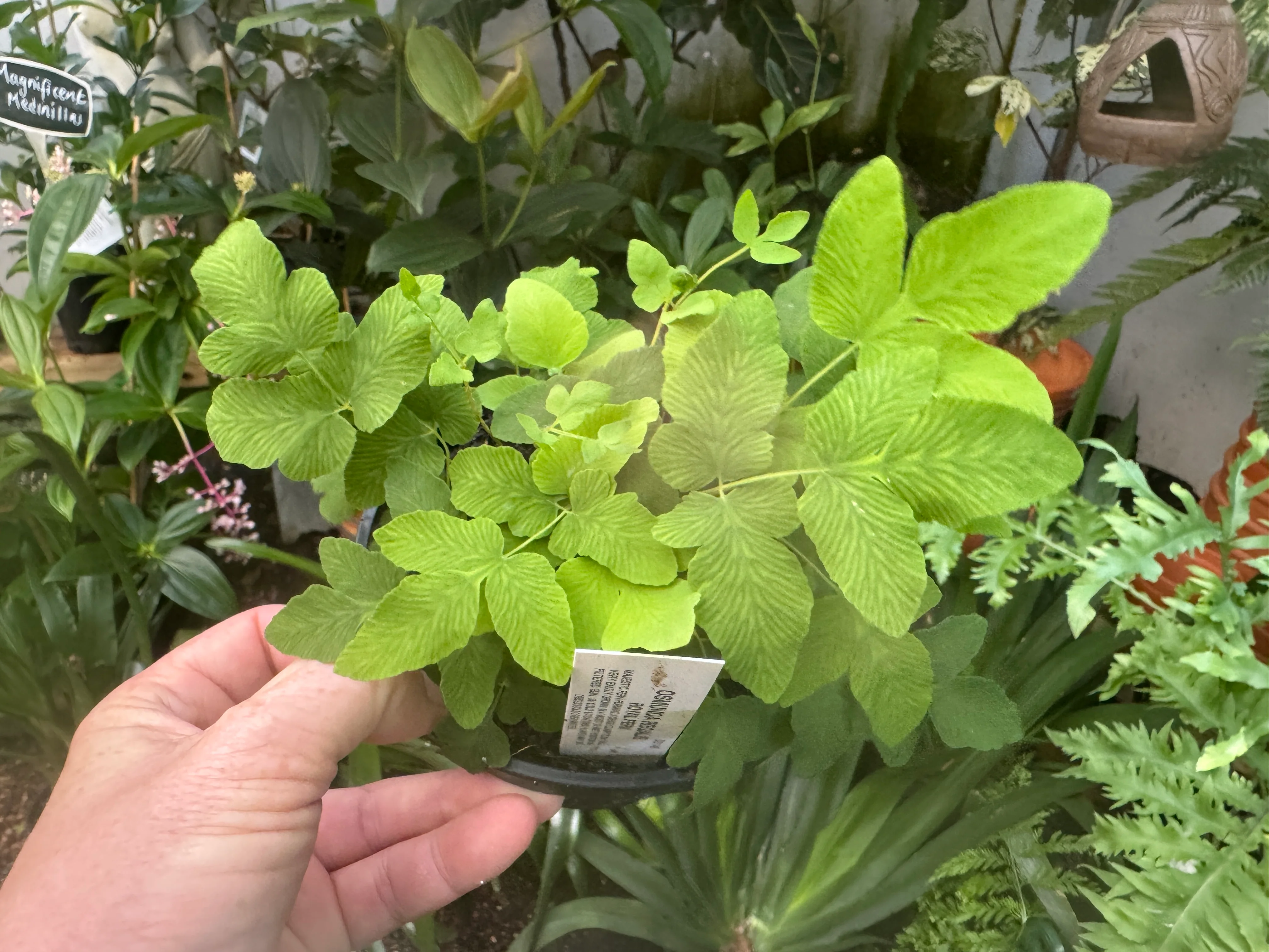 Osmunda regalis Royal Fern - Image 2