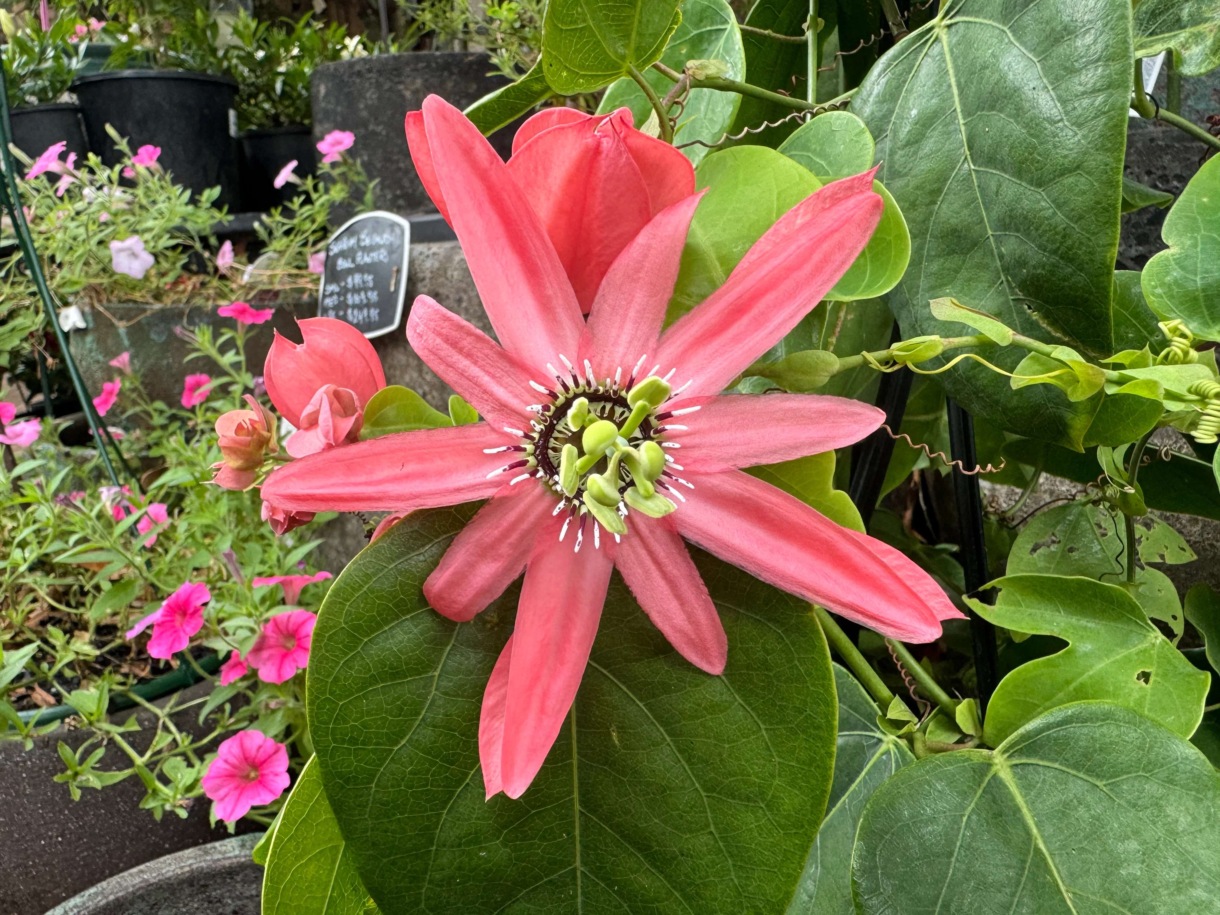 Passiflora racemosa Coral Flame Ornamental Flowering Passionfruit