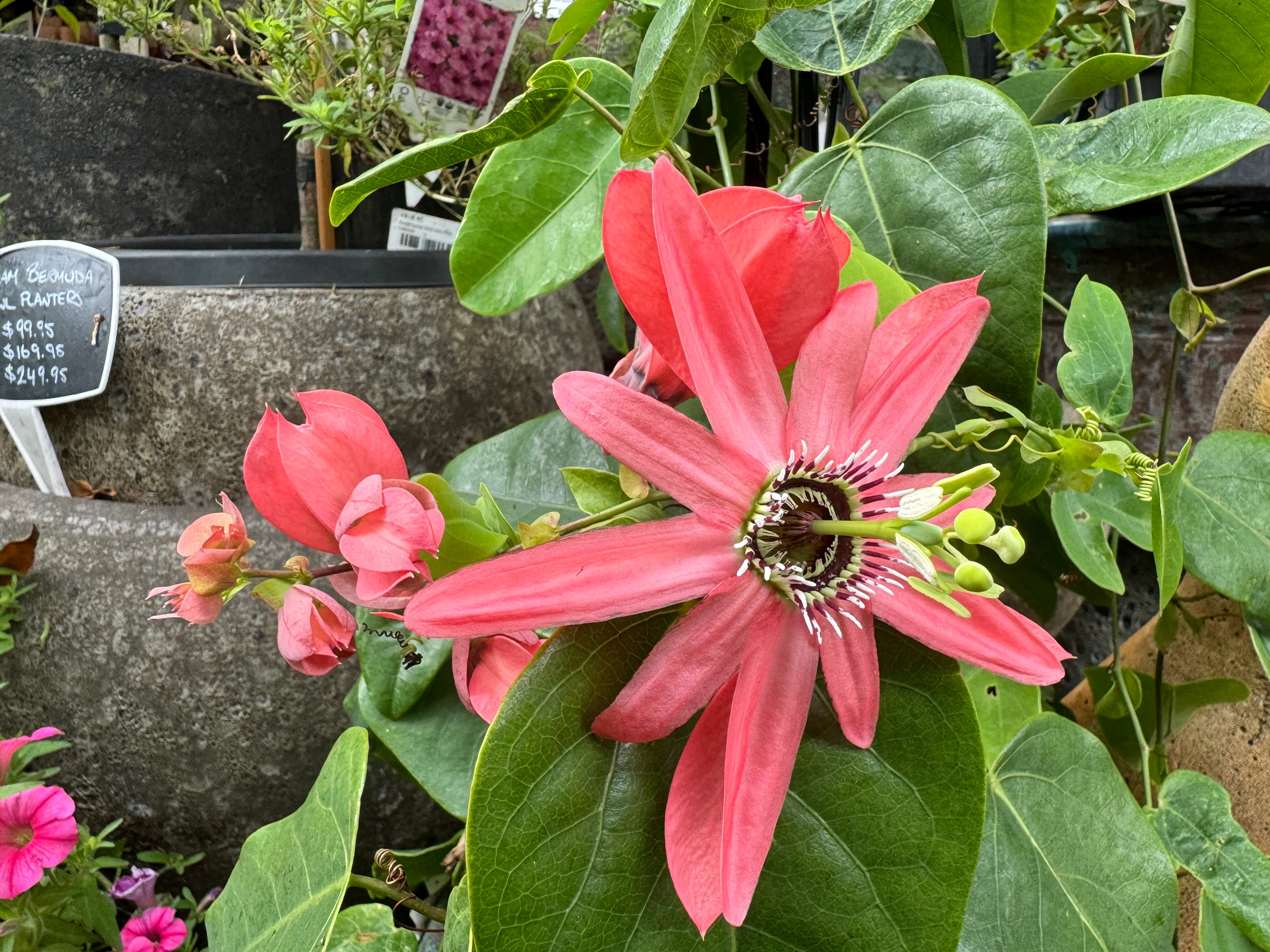 Passiflora racemosa Coral Flame Ornamental Flowering Passionfruit - Image 2
