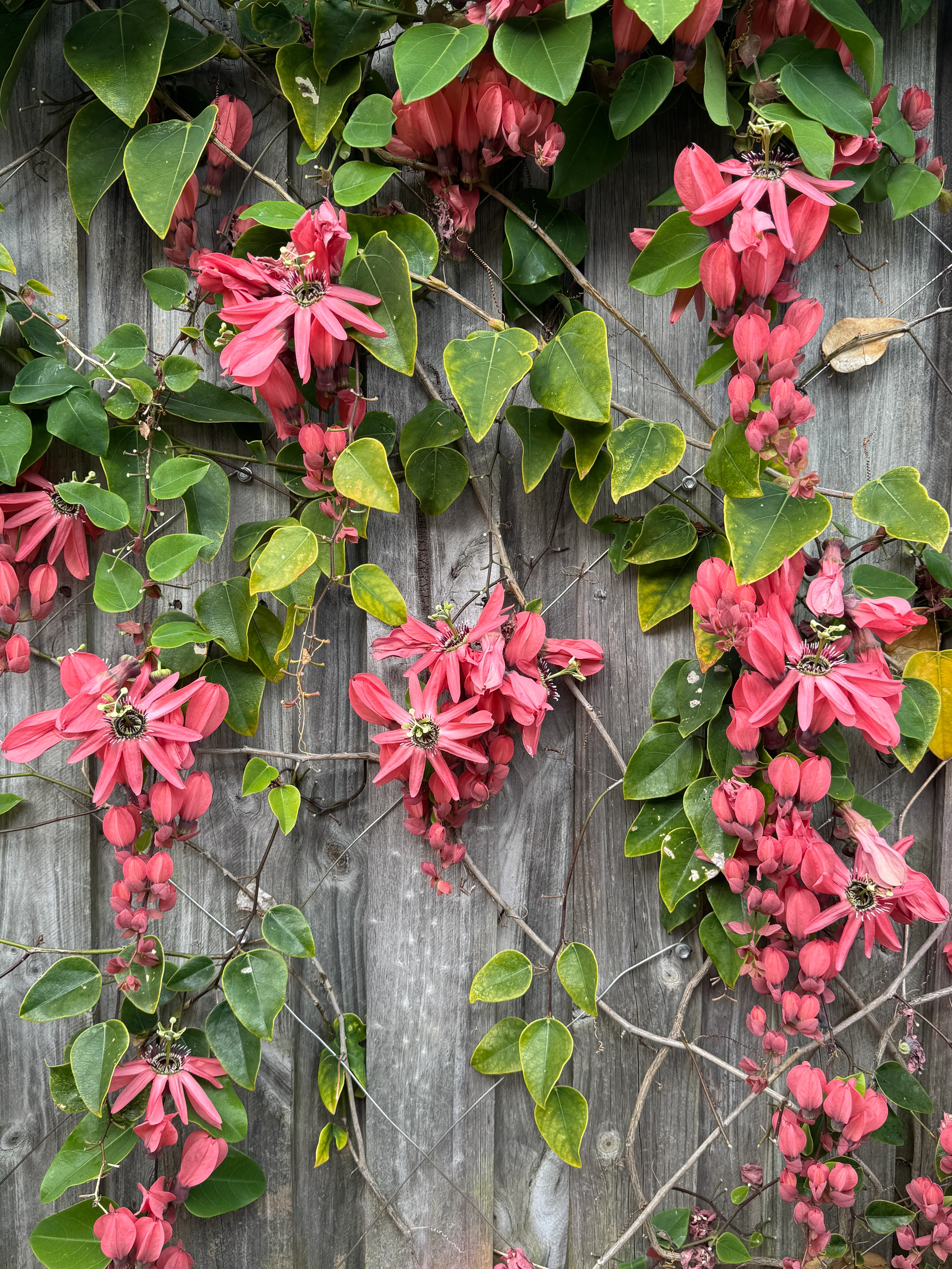 Passiflora racemosa Coral Flame Ornamental Flowering Passionfruit - Image 3